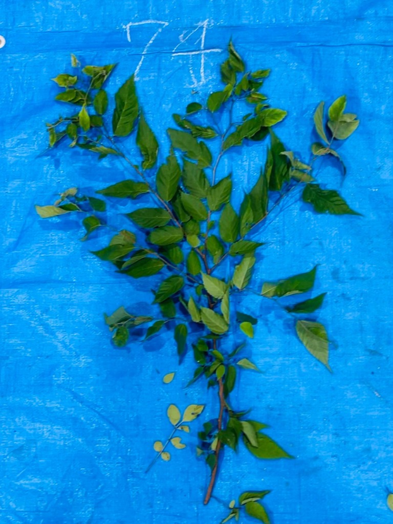 ムクノキ - Aphananthe aspera