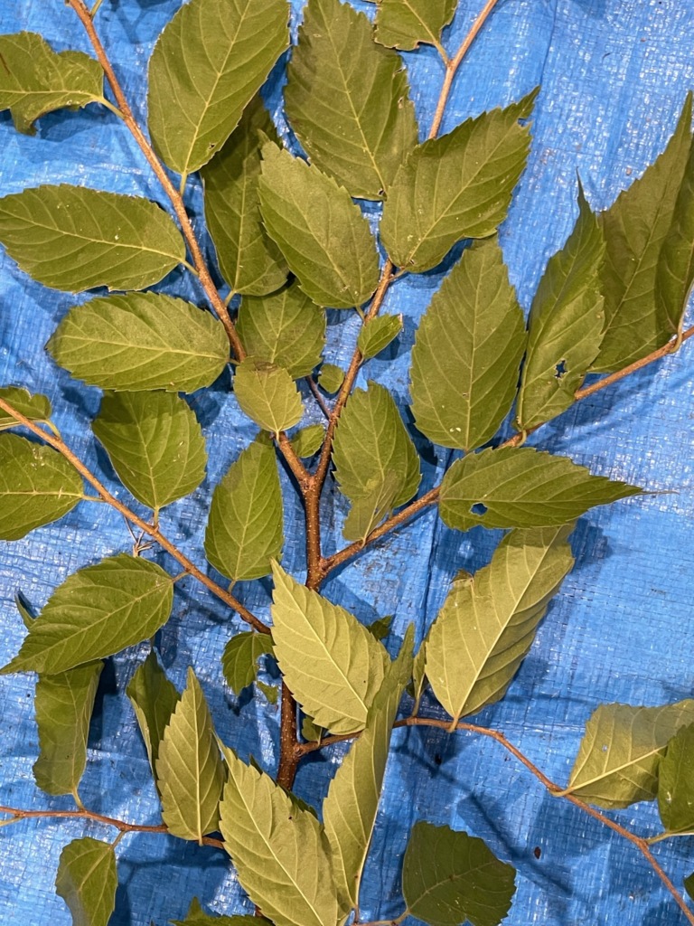 ムクノキ - Aphananthe aspera