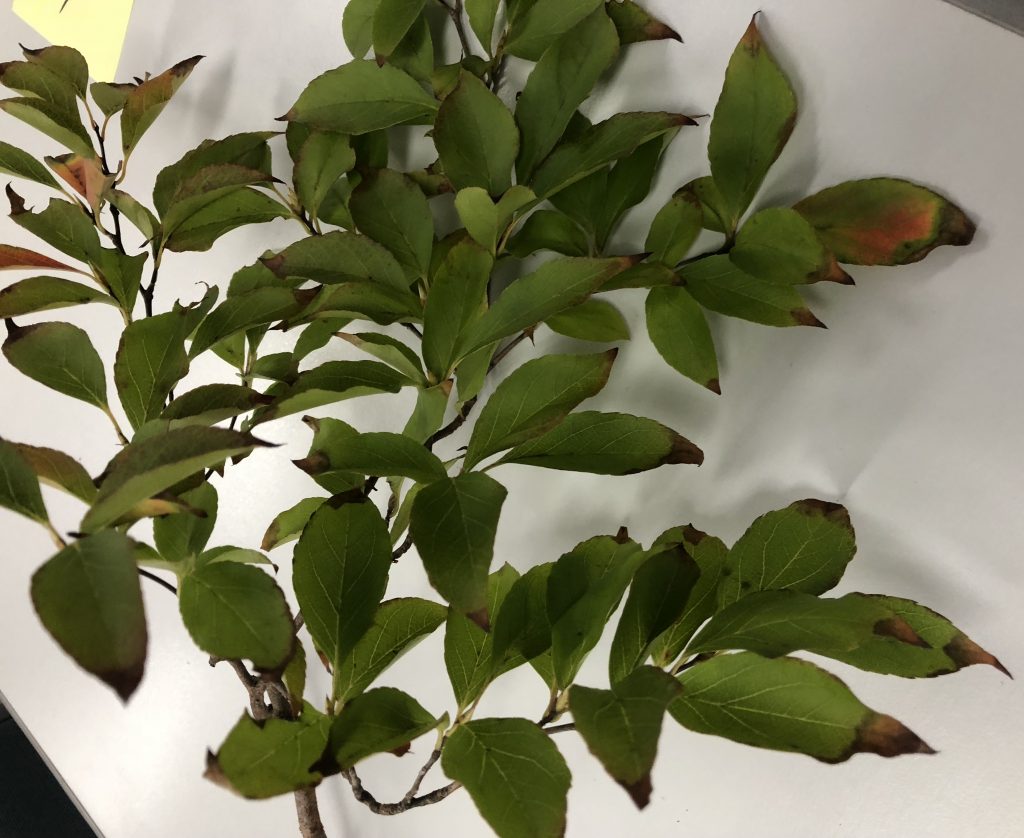 ウバメガシ - Quercus phillyraeoides