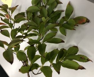 ウバメガシ - Quercus phillyraeoides