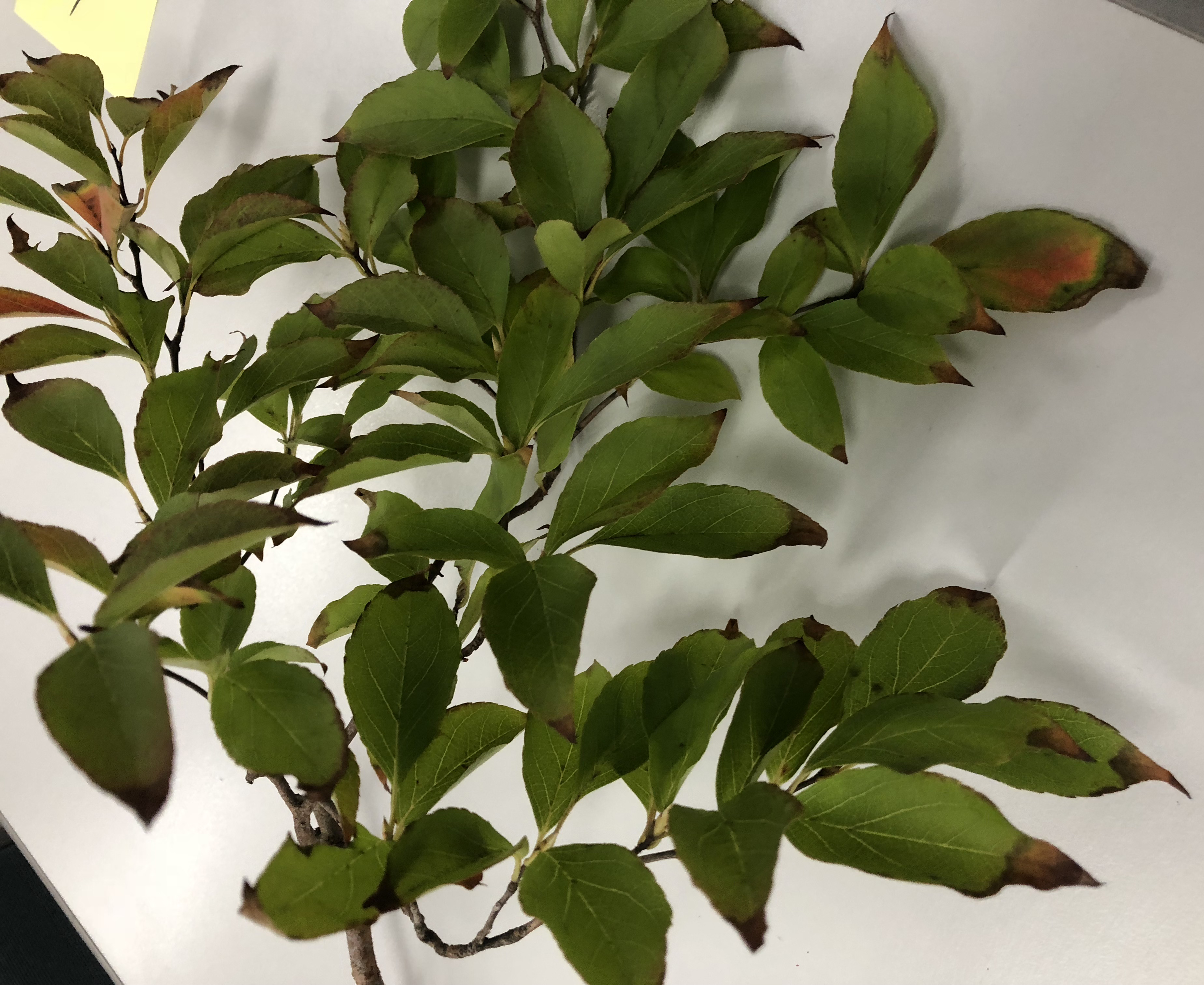 ウバメガシ - Quercus phillyraeoides