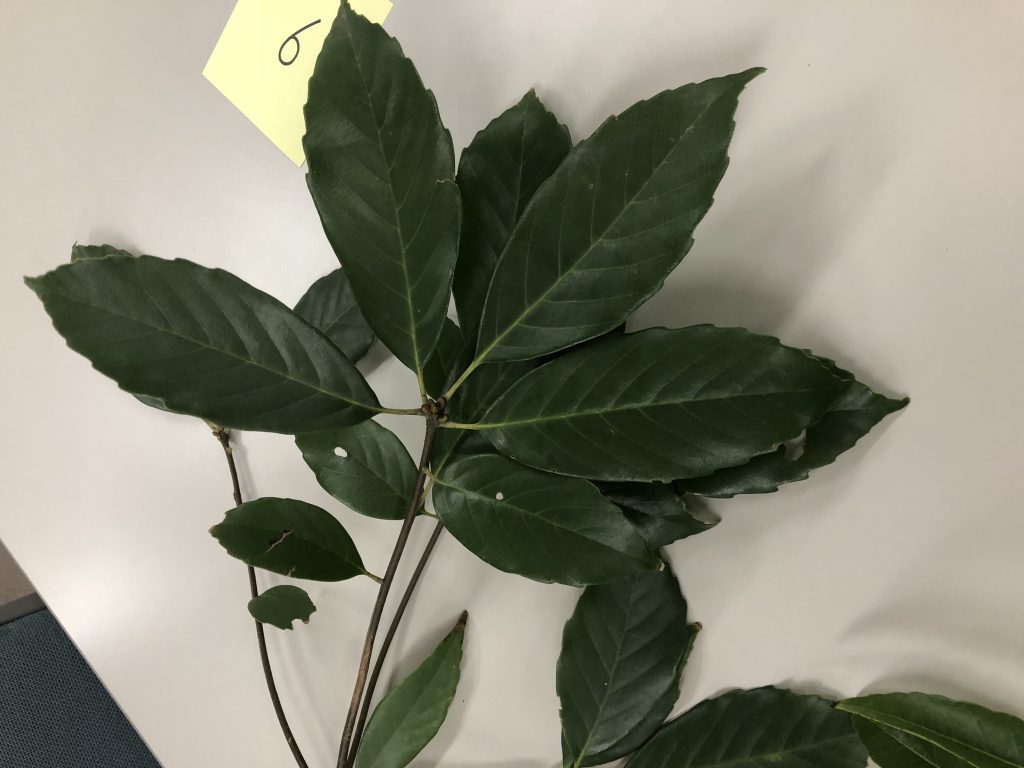 アラカシ - Quercus glauca