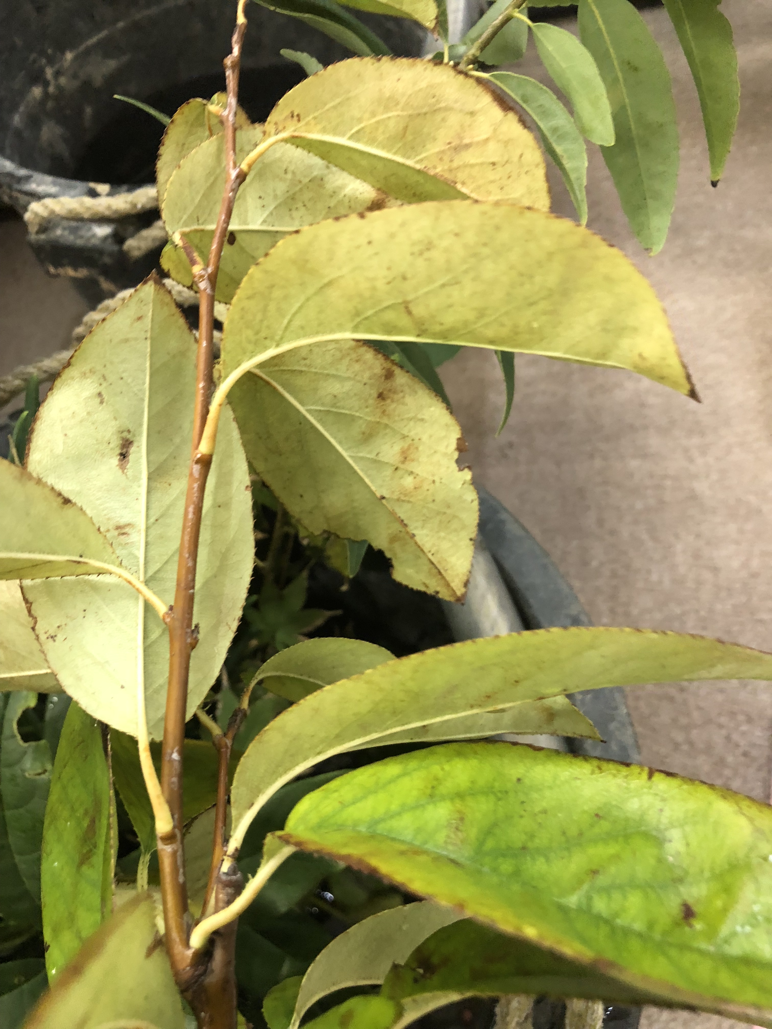 不明 001：ボケ/カリン