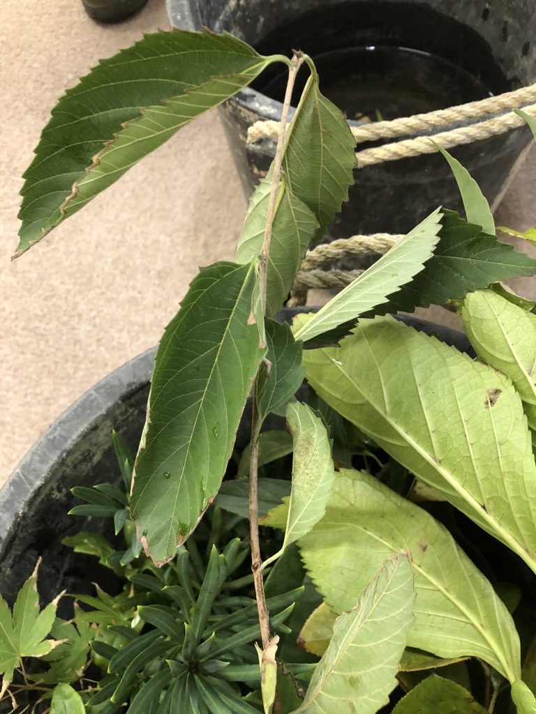 ムクノキ - Aphananthe aspera