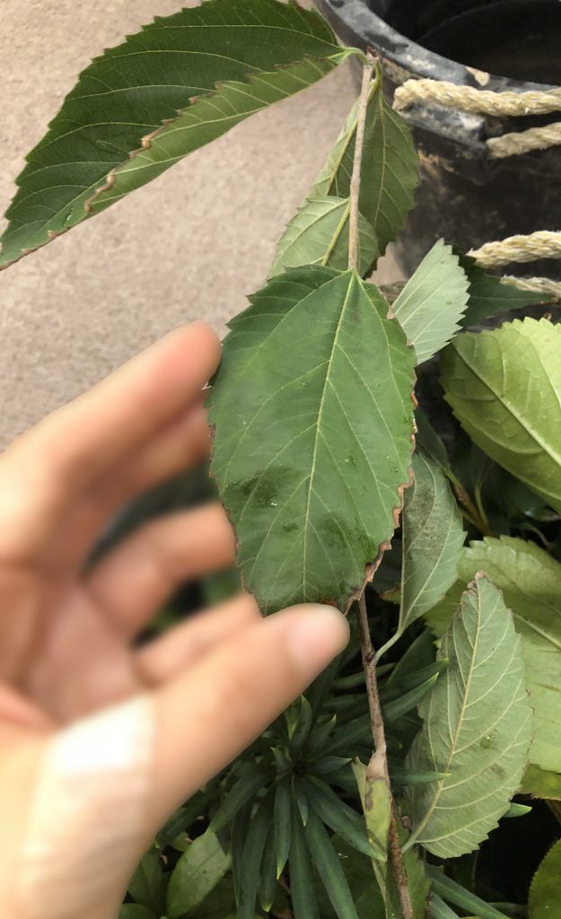 ムクノキ - Aphananthe aspera