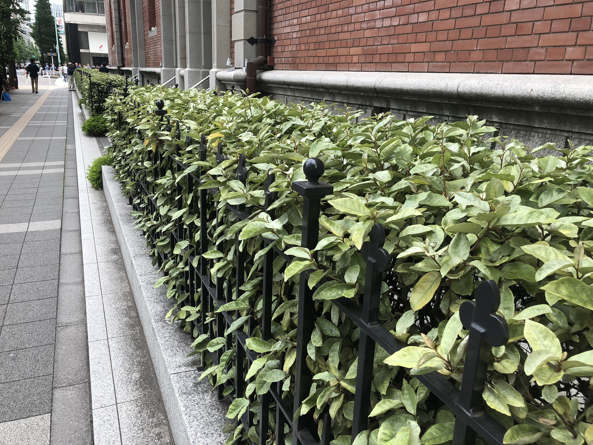 グミ ライムライト - Eleaegnus x ebbingei ‘Limelight’