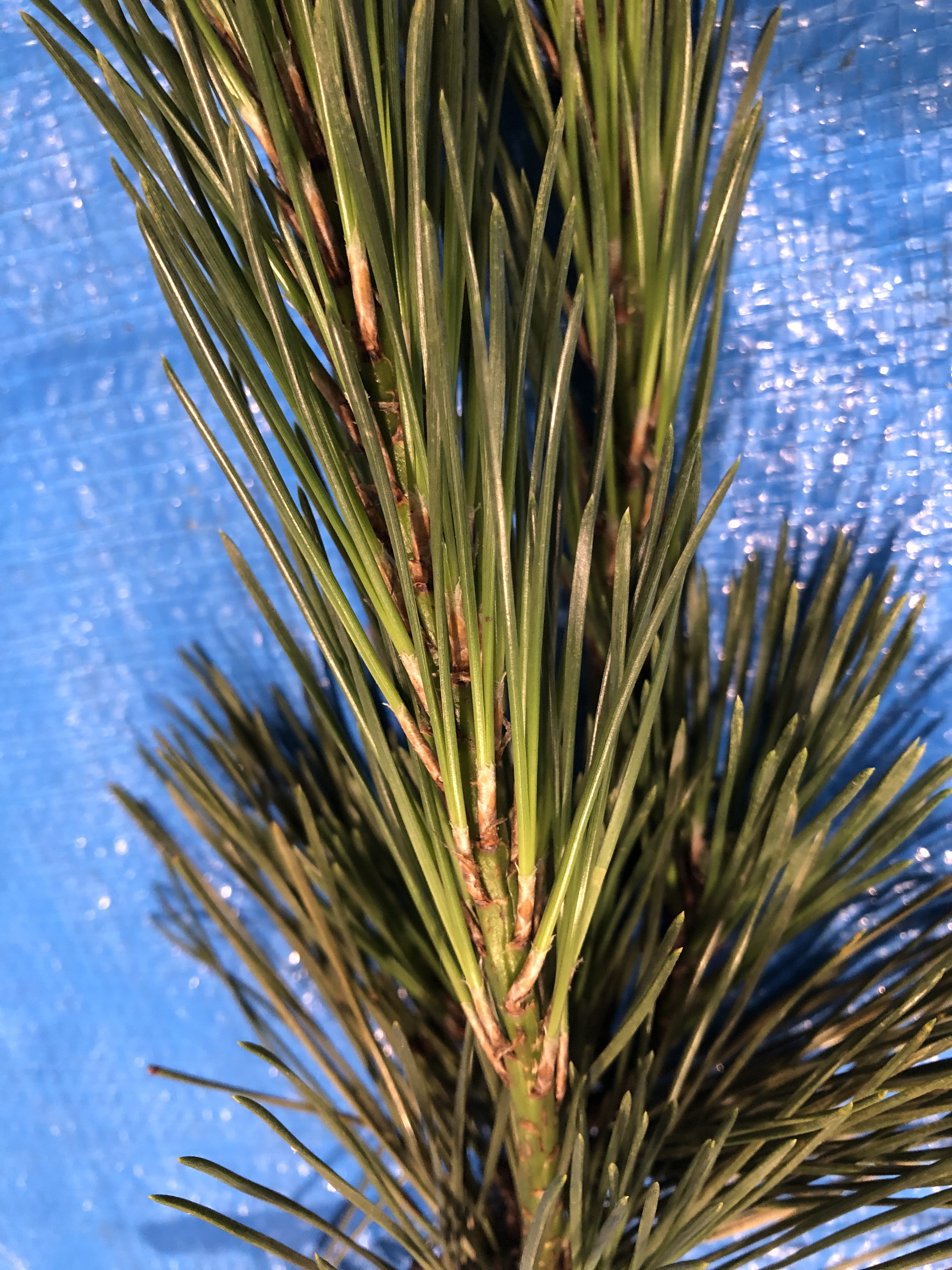 クロマツ - Pinus thunbergii