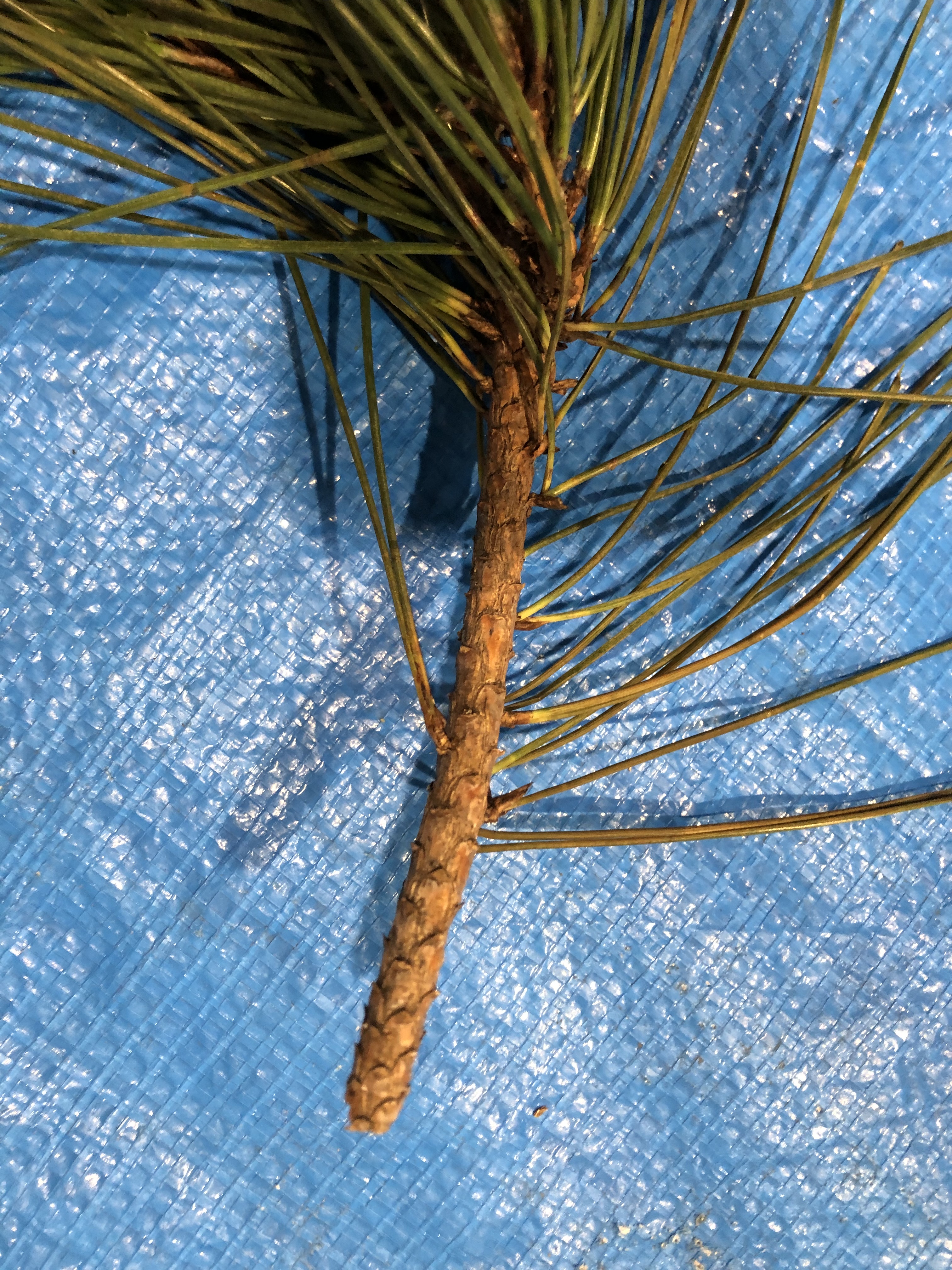 クロマツ - Pinus thunbergii