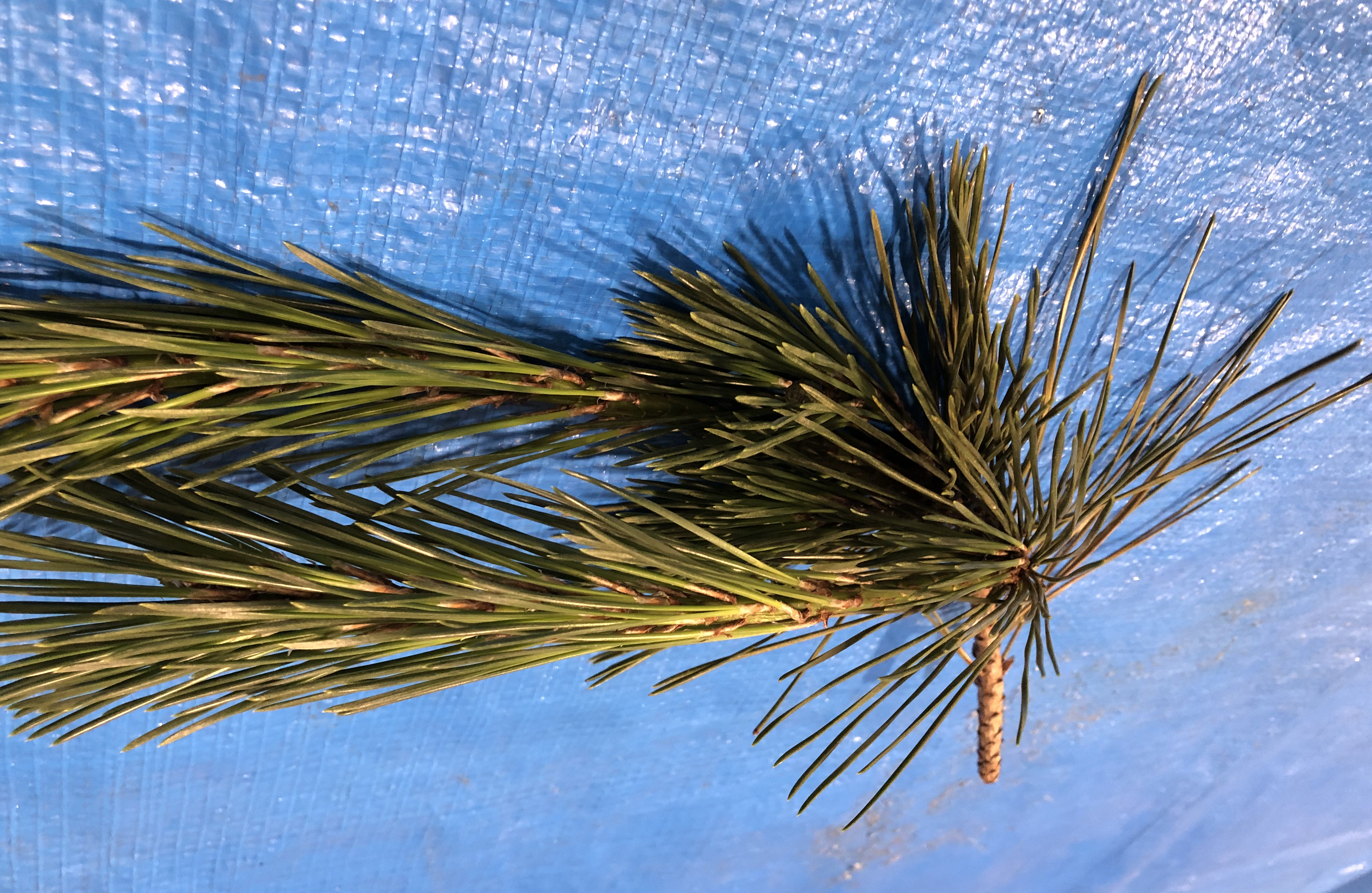 クロマツ - Pinus thunbergii