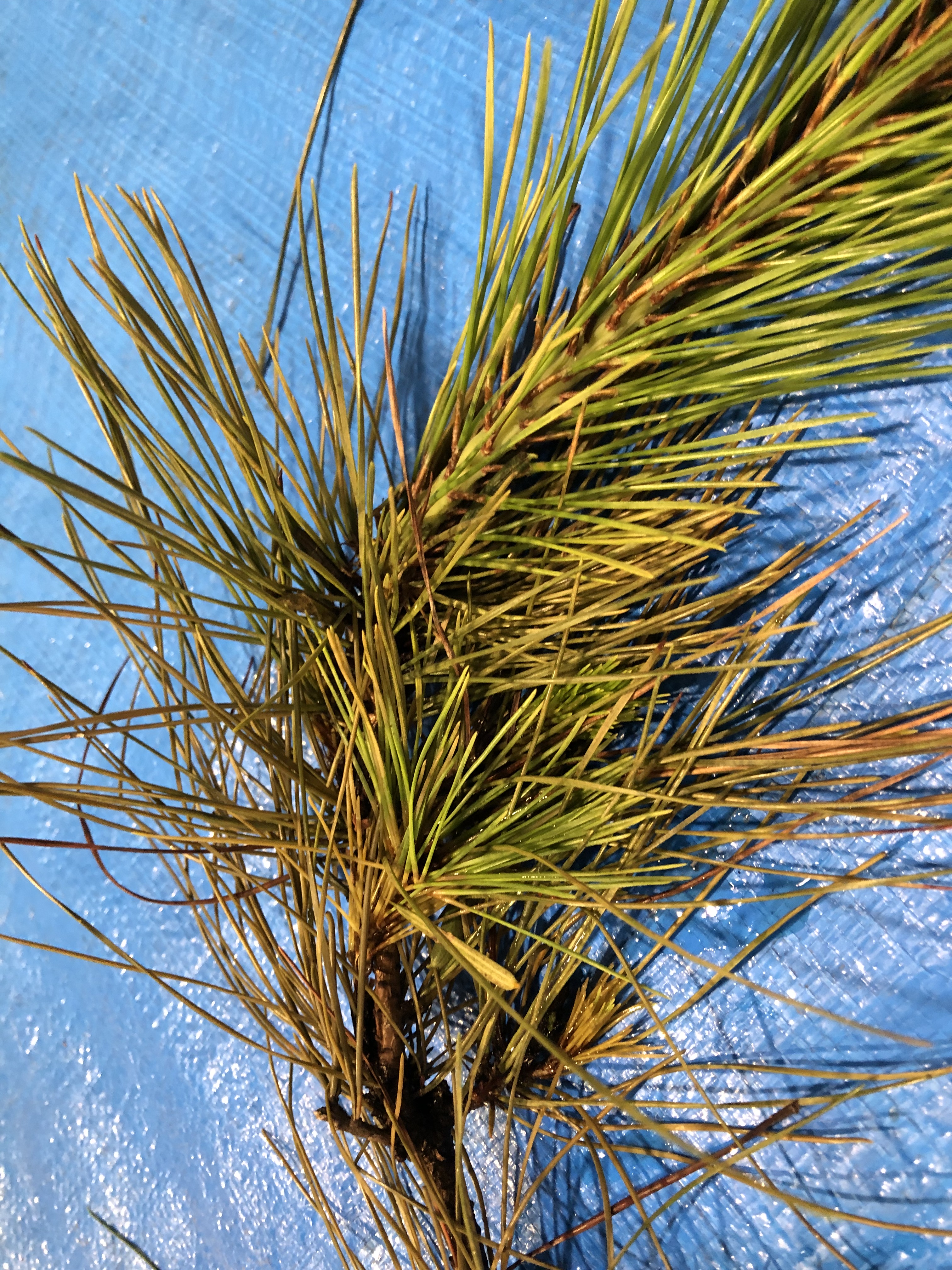 アカマツ - Pinus densiflora 