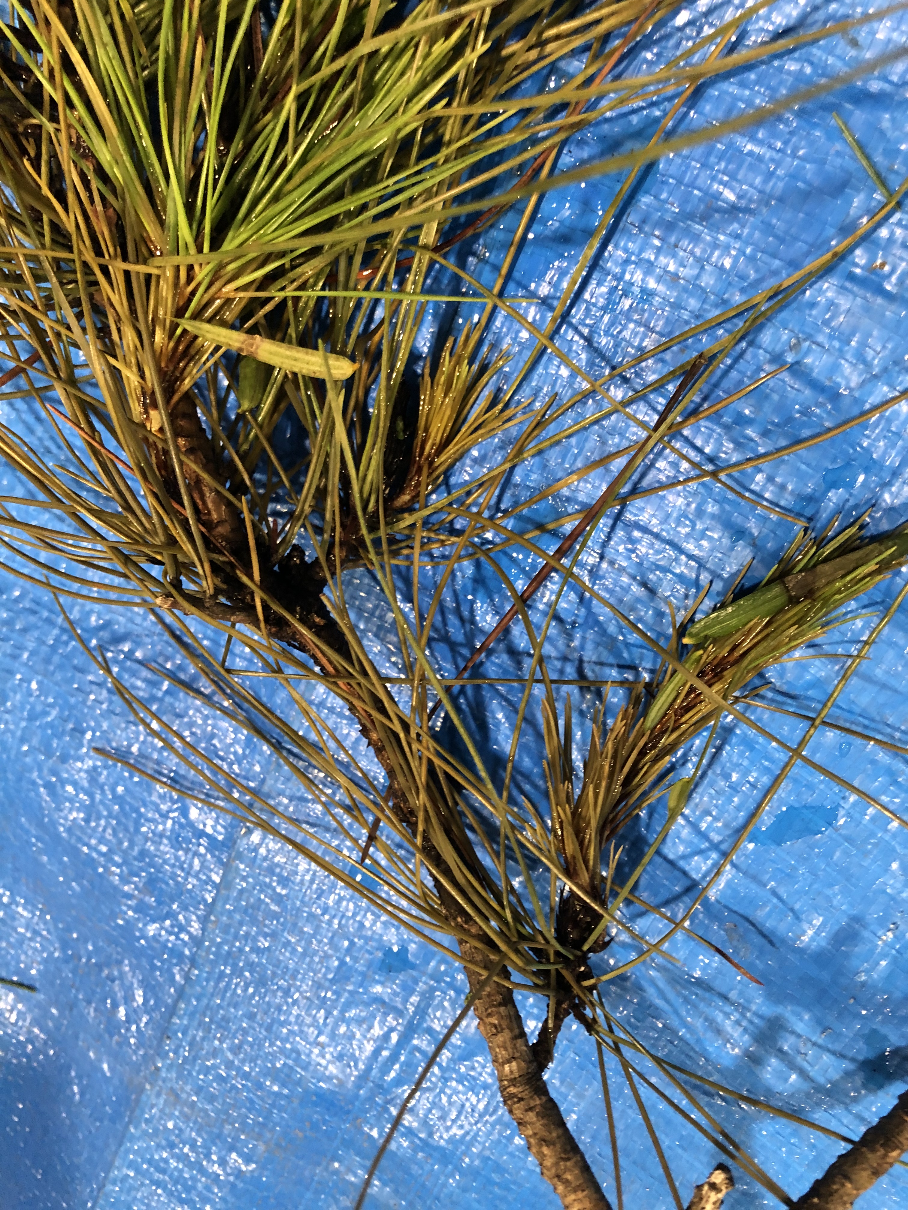 アカマツ - Pinus densiflora 