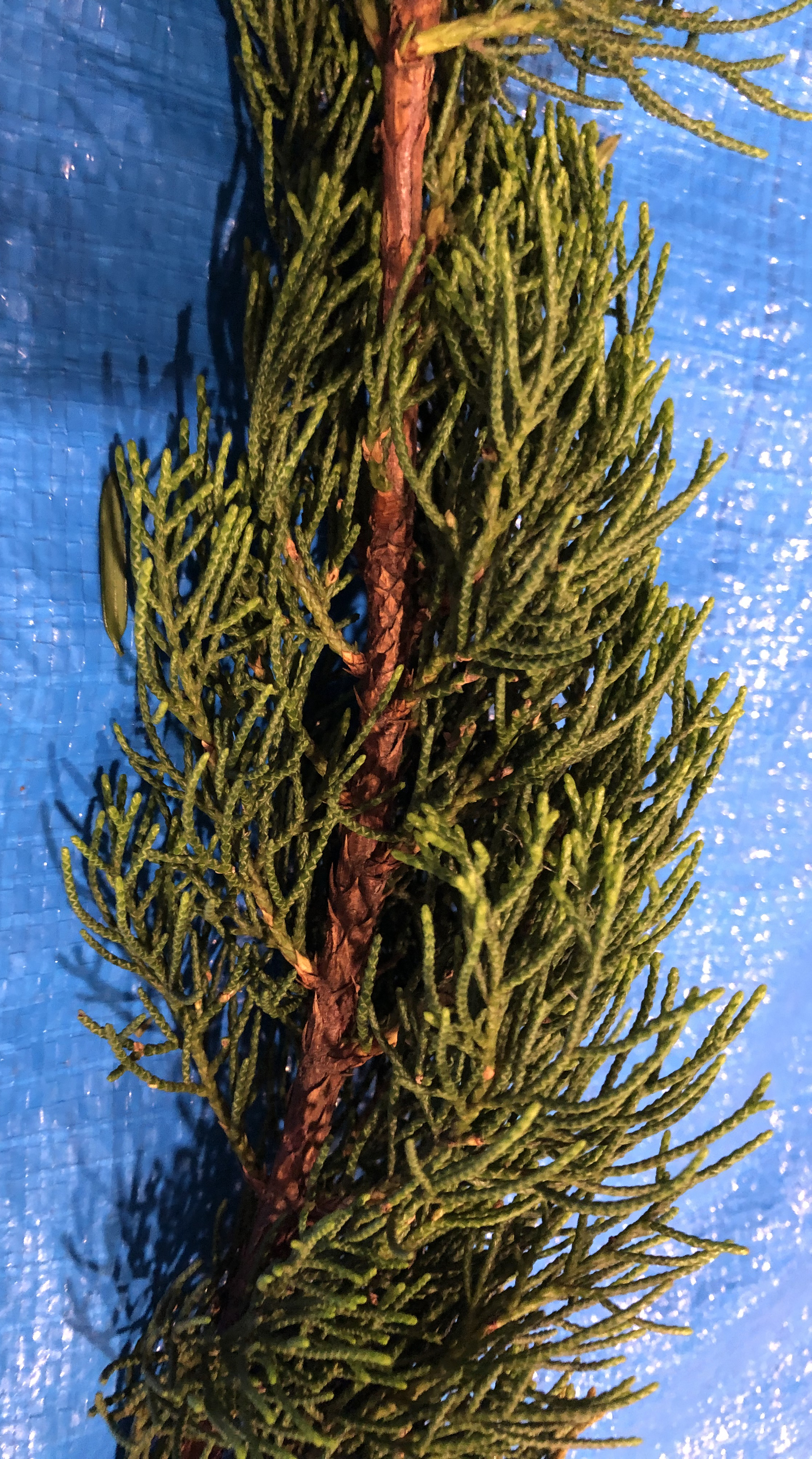 カイズカイブキ - Juniperus chinensis 'Kaizuka'