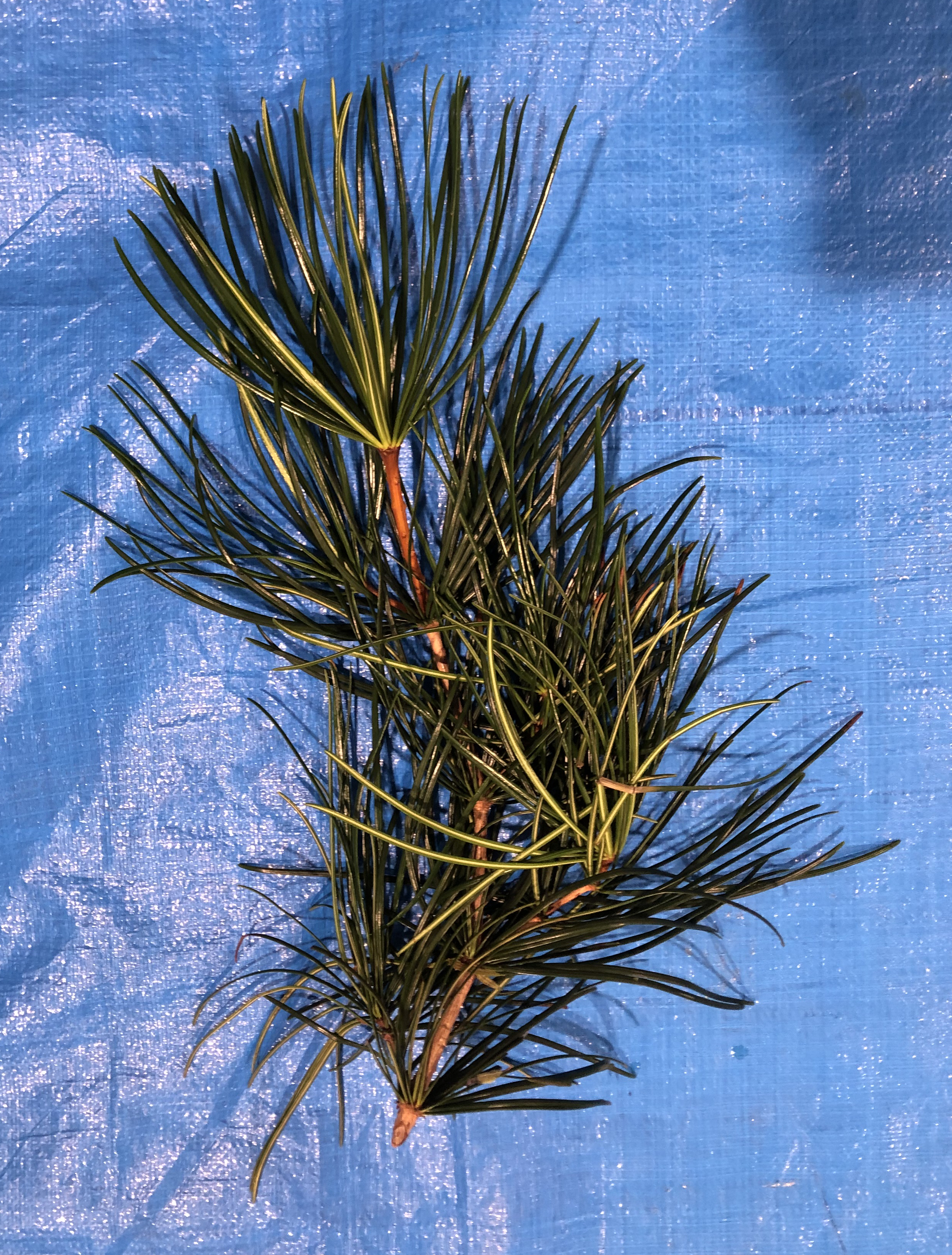 コウヤマキ - Sciadopitys verticillata