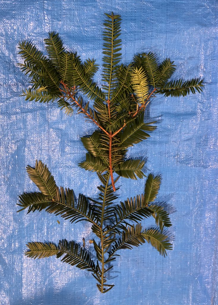 カヤ - Torreya nucifera / イヌガヤ - Cephalotaxus harringtonia