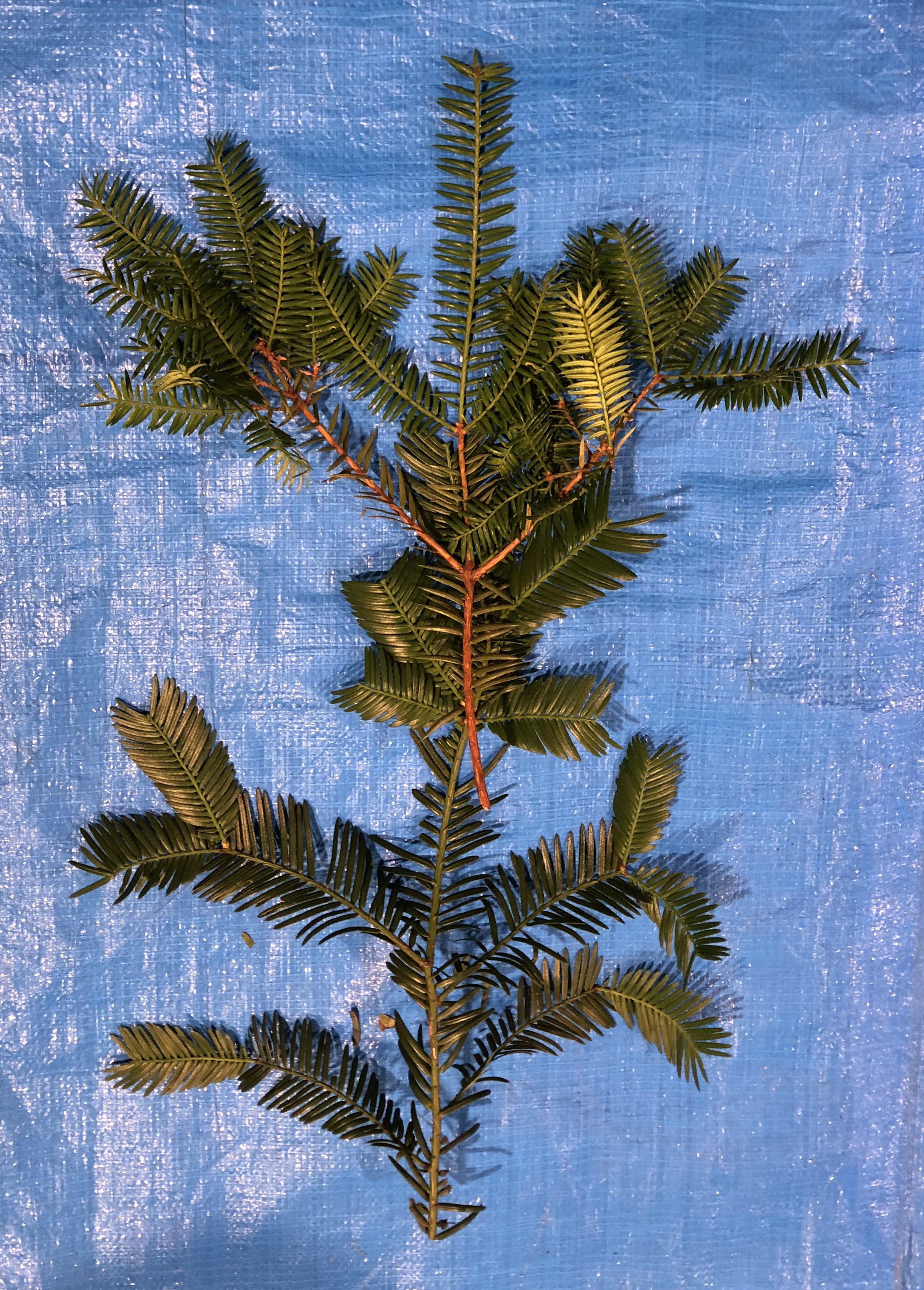 カヤ - Torreya nucifera / イヌガヤ - Cephalotaxus harringtonia