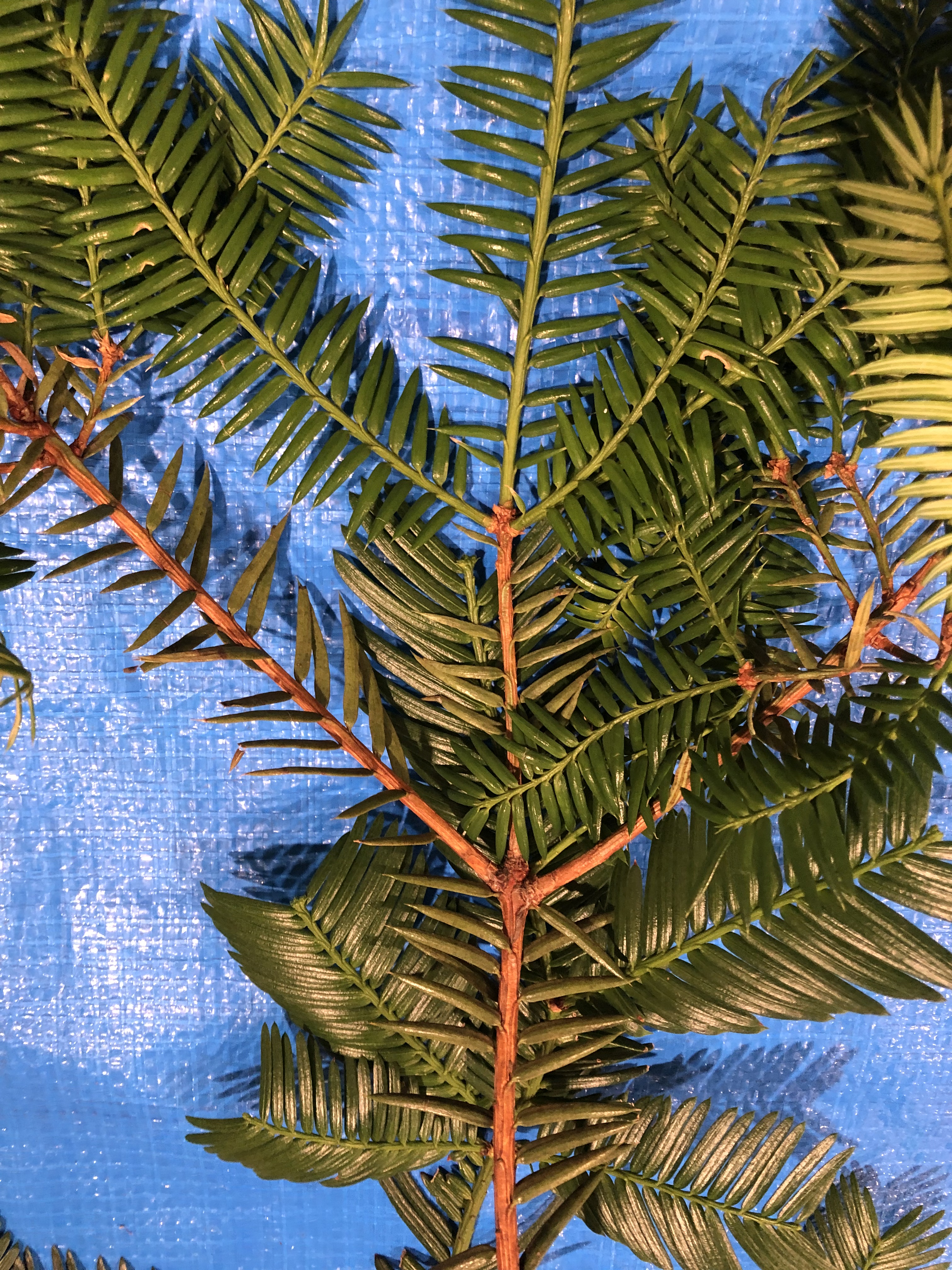 カヤ - Torreya nucifera