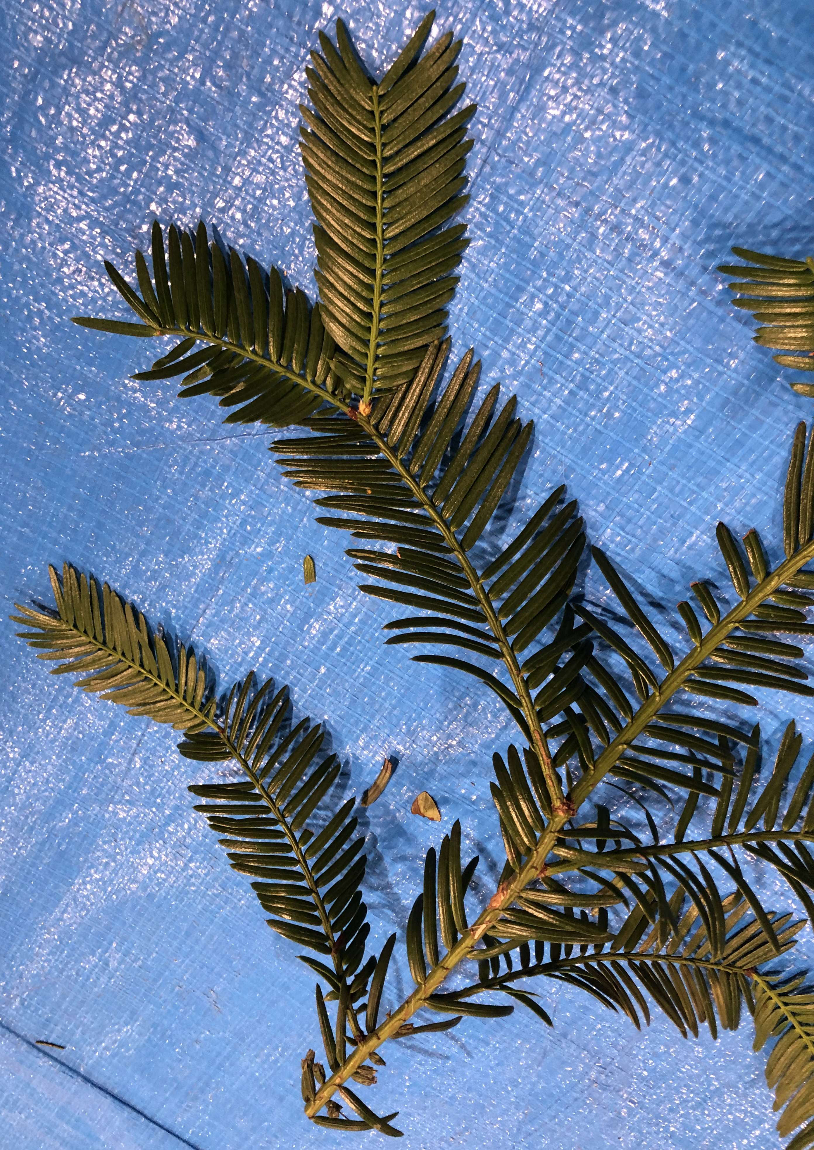 イヌガヤ - Cephalotaxus harringtonia