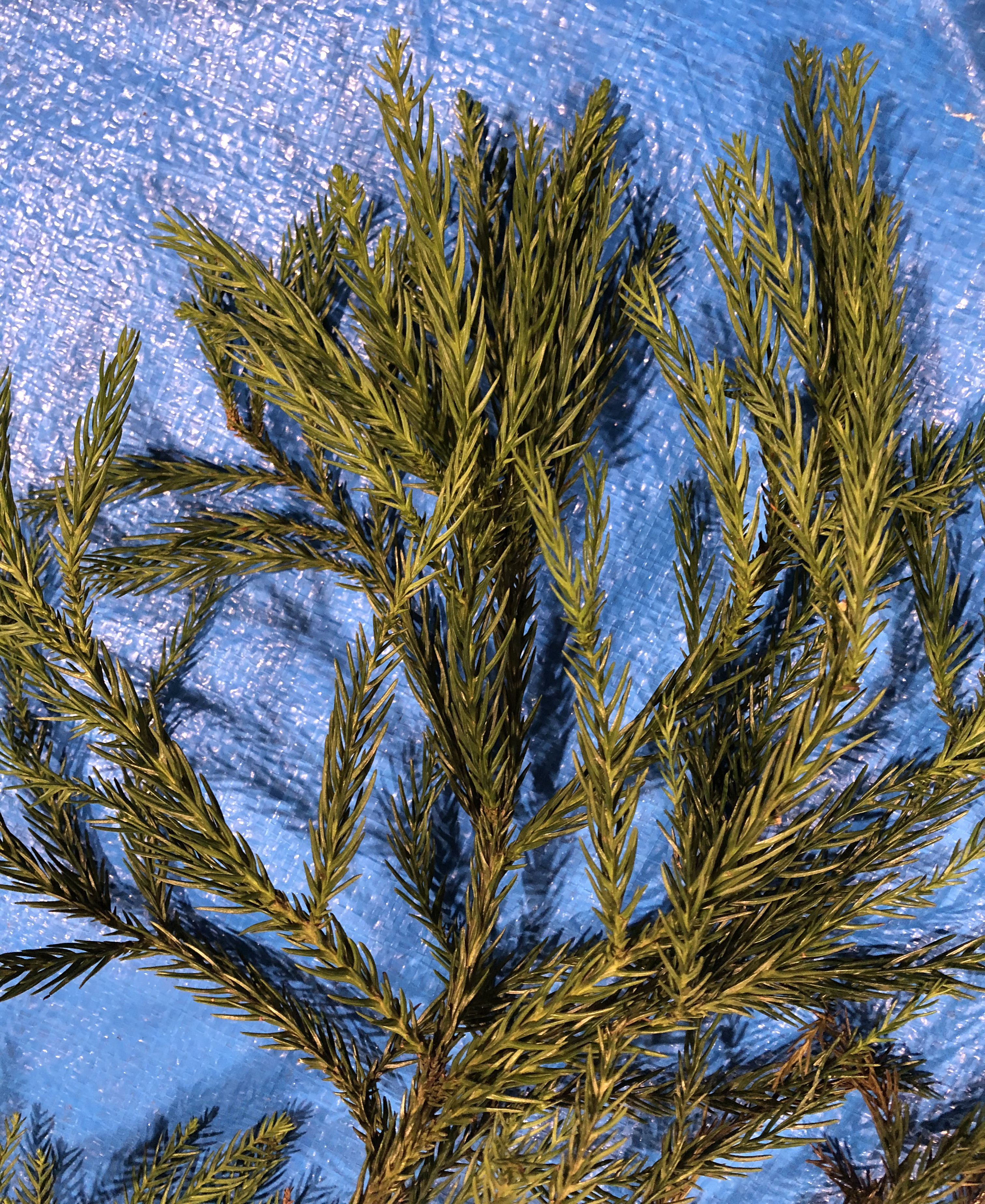 スギ - Cryptomeria japonica