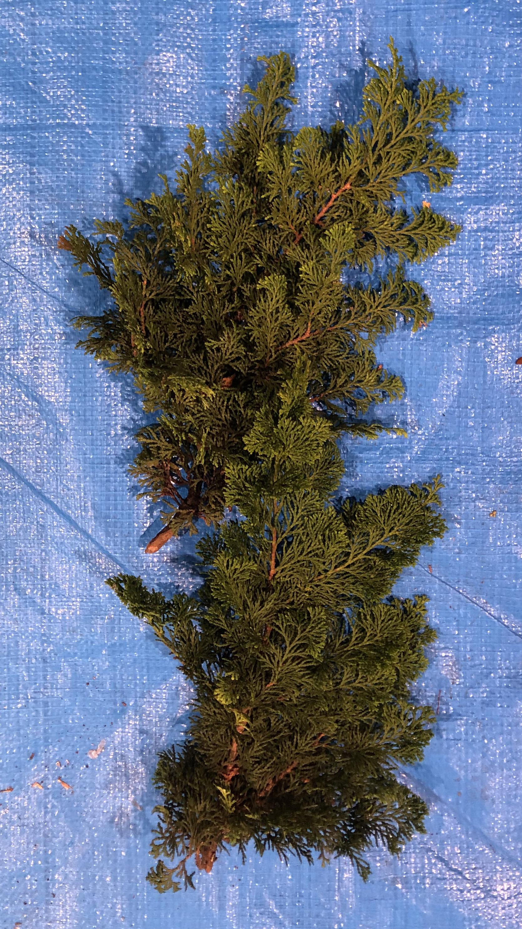 チャボヒバ - Chamaecyparis obtusa cv.Breviramea