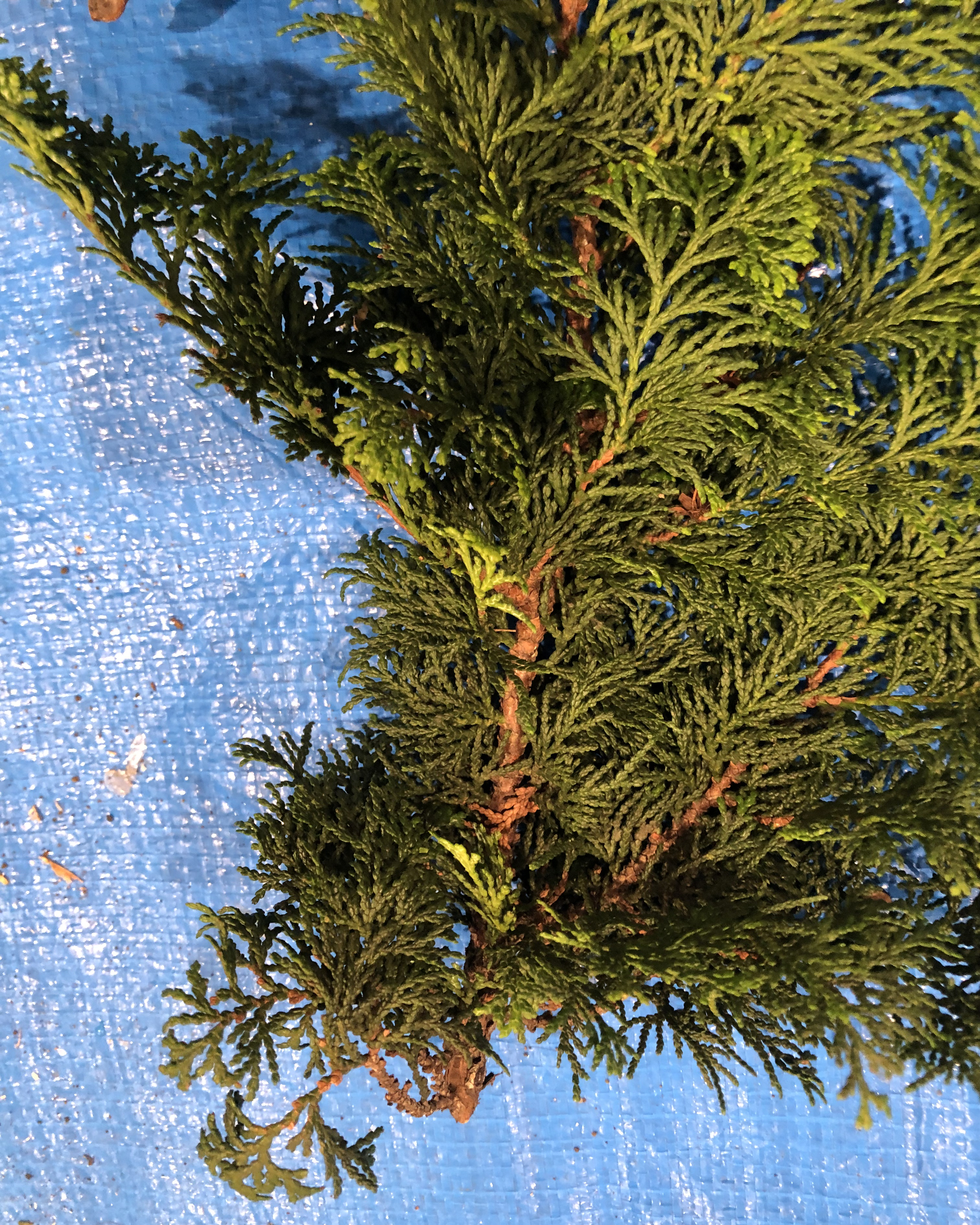 チャボヒバ - Chamaecyparis obtusa cv.Breviramea