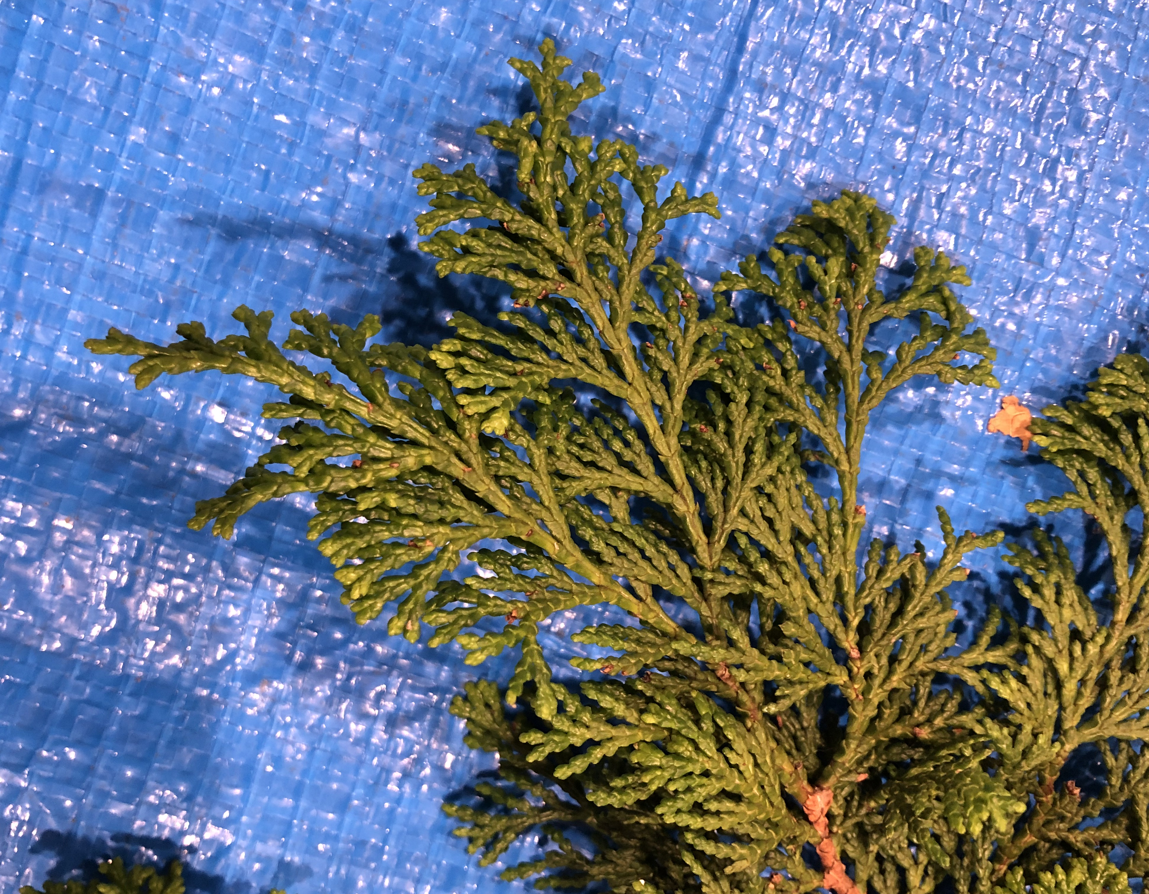 チャボヒバ - Chamaecyparis obtusa cv.Breviramea