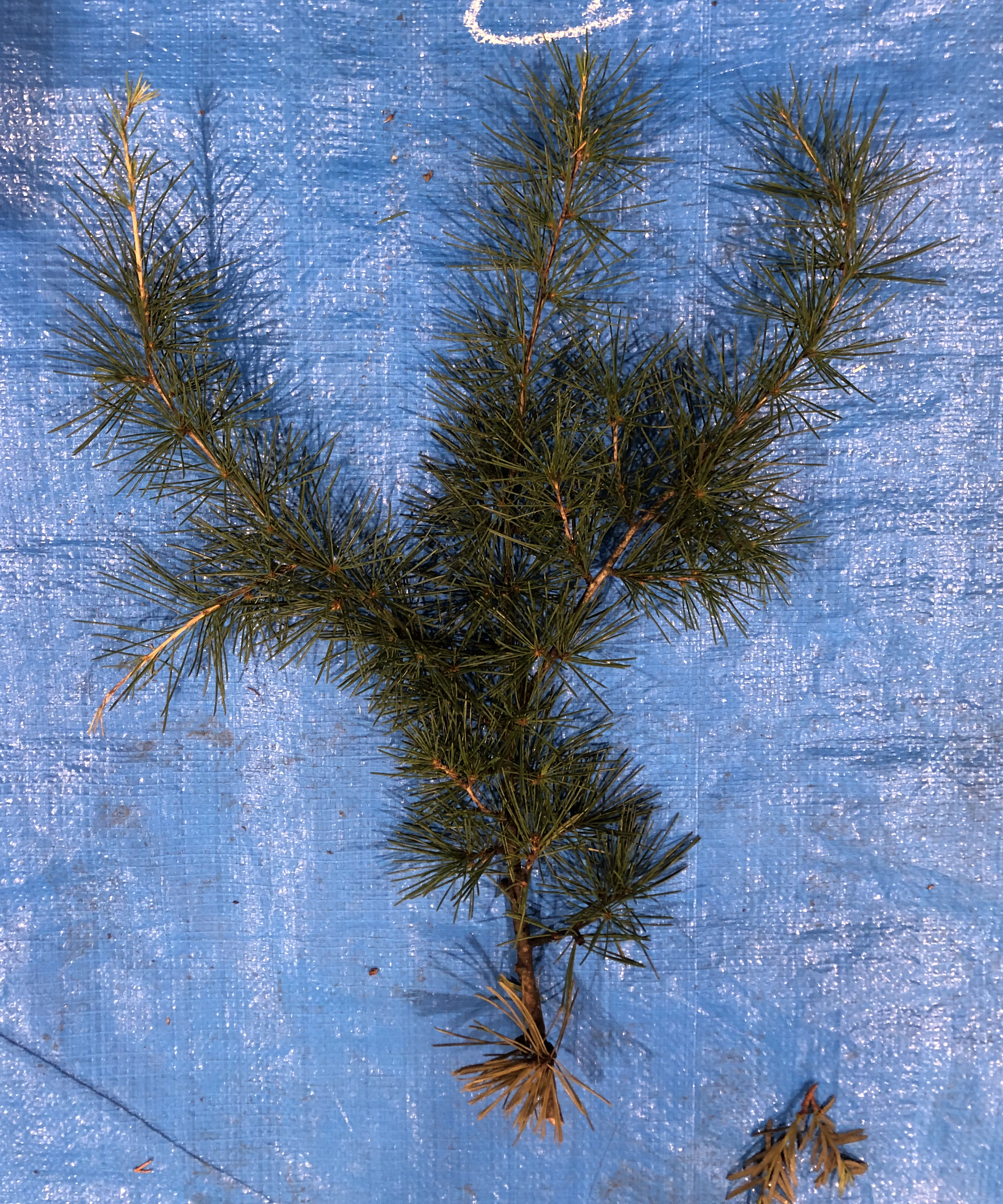 ヒマラヤスギ - Cedrus deodara