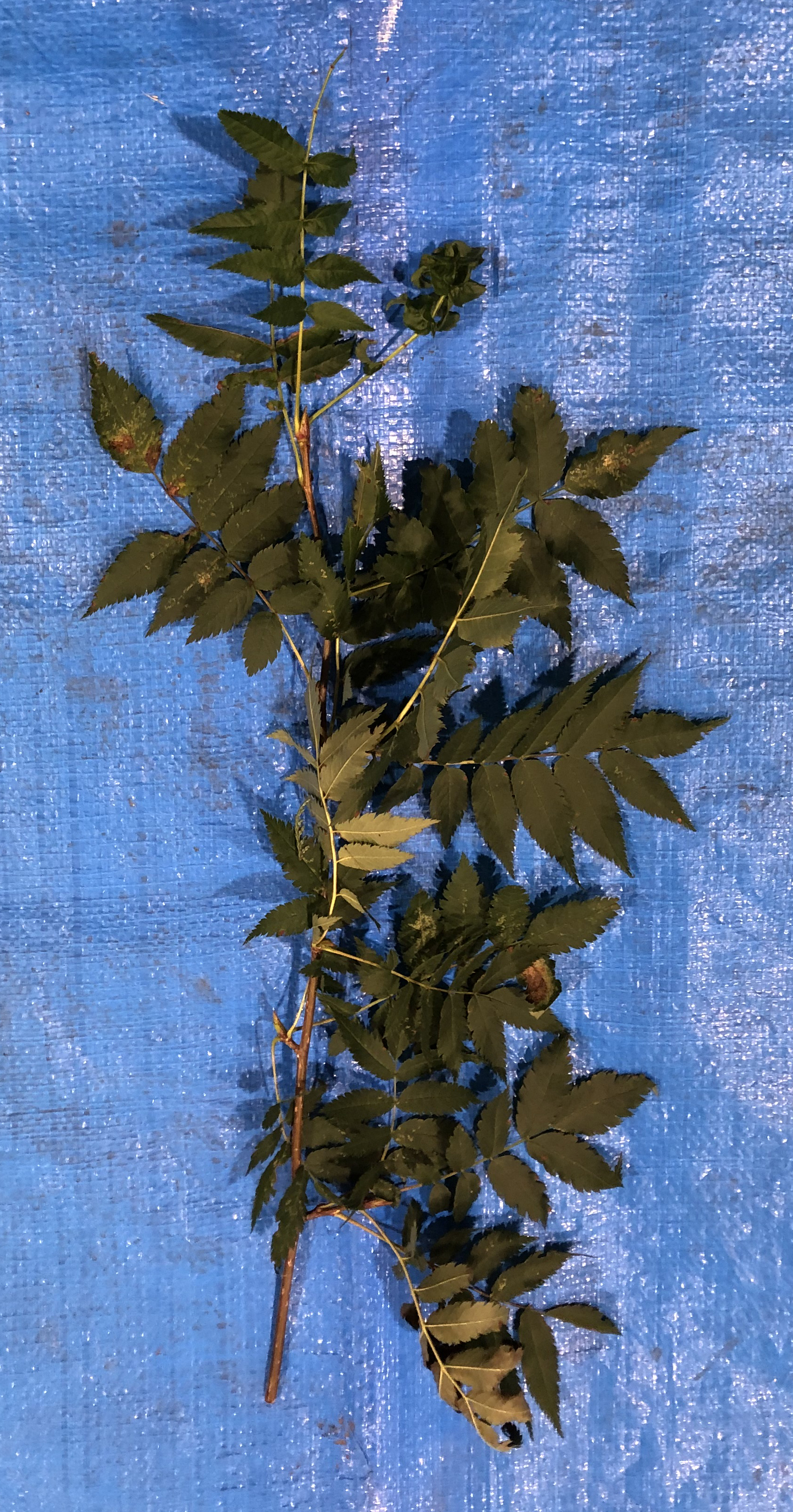 ナナカマド - Sorbus commixta