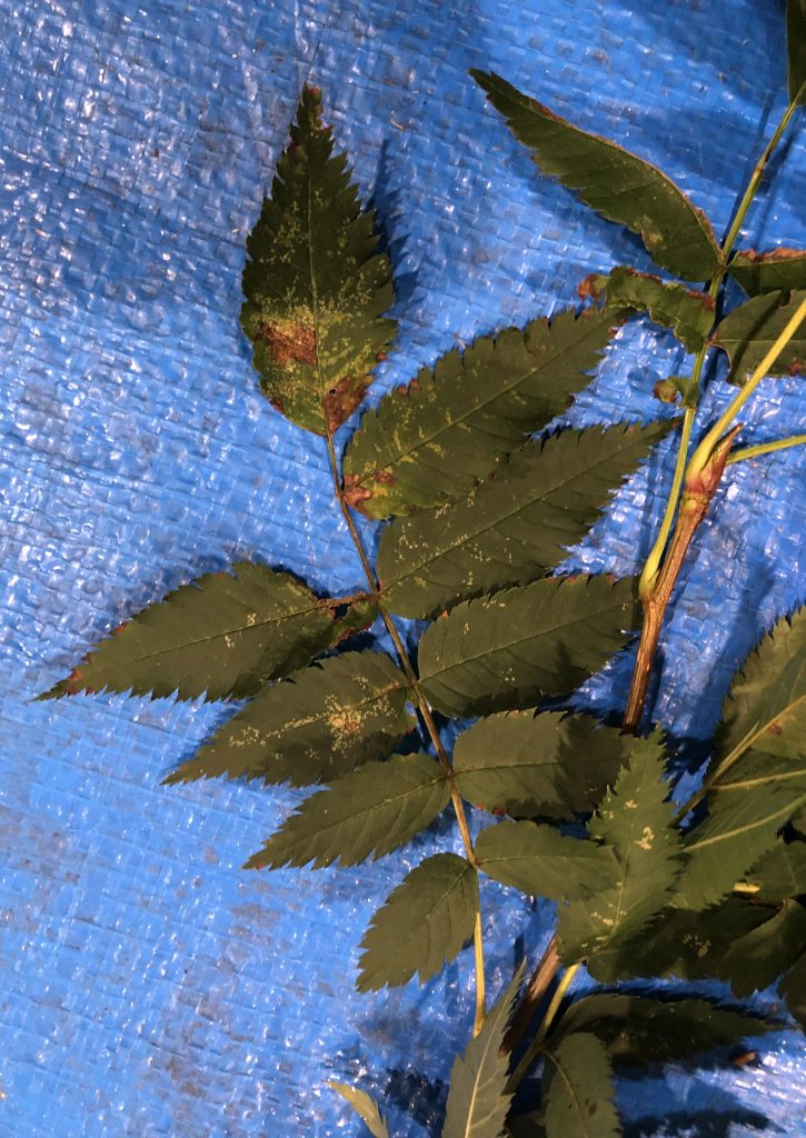 ナナカマド - Sorbus commixta