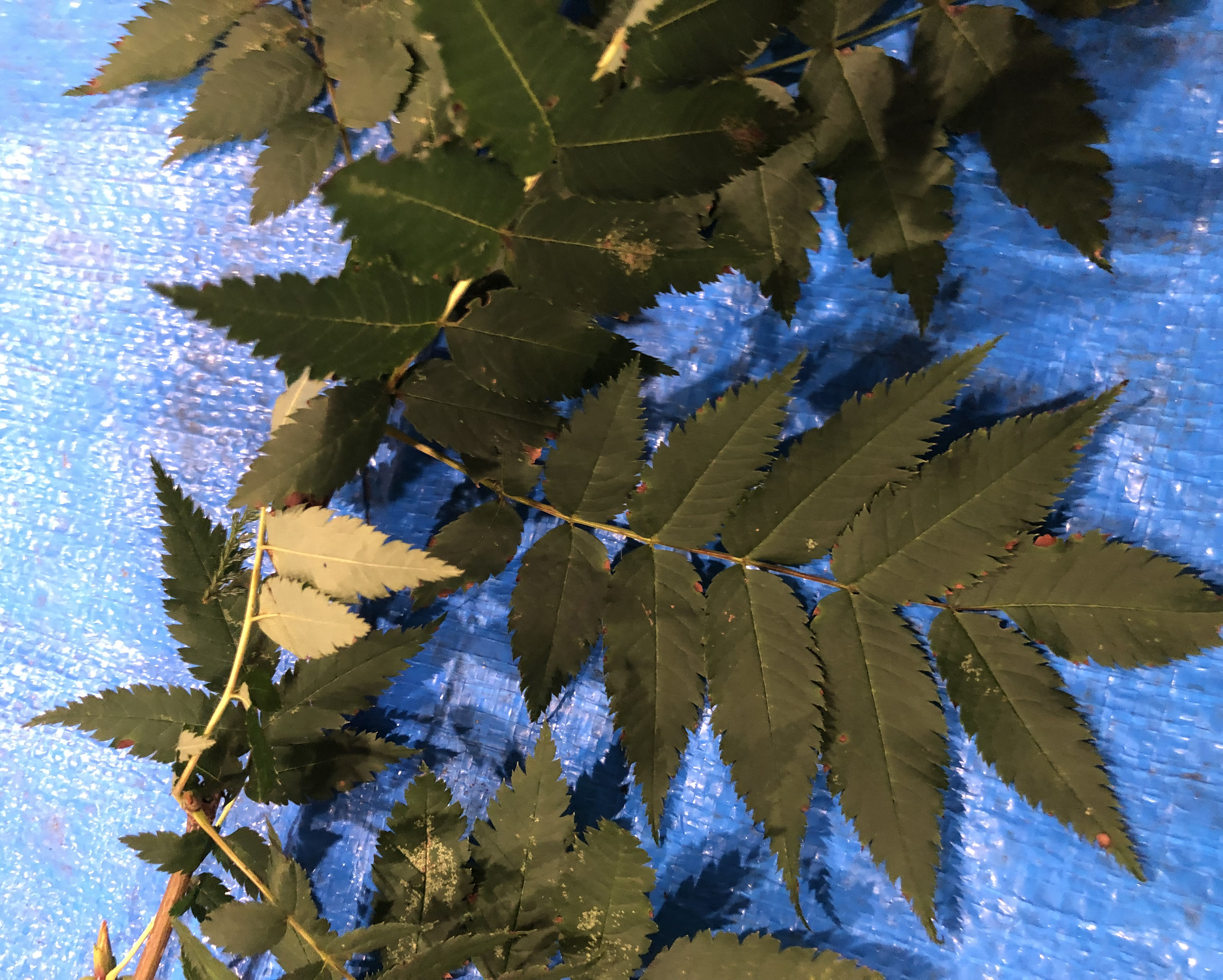 ナナカマド - Sorbus commixta