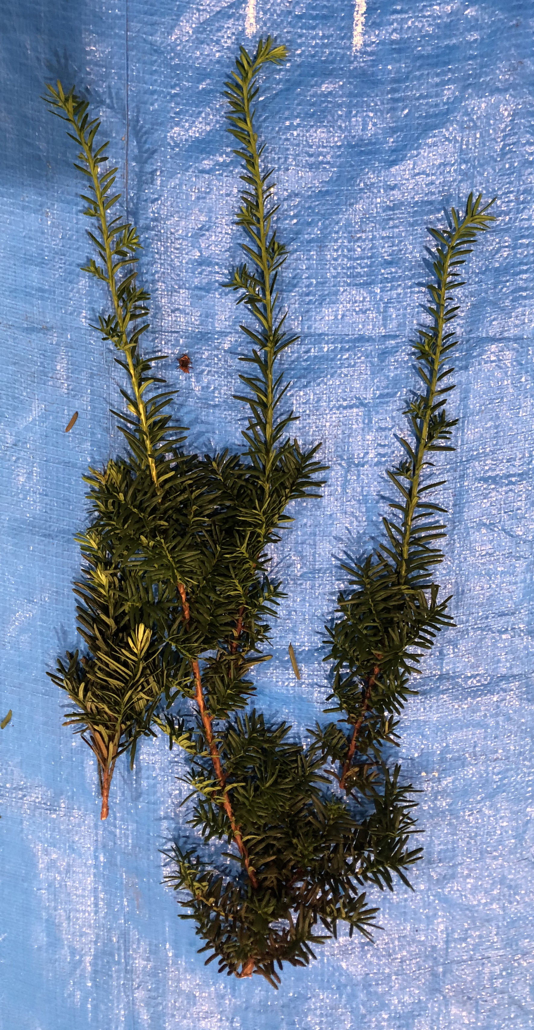 イチイ - Taxus cuspidata