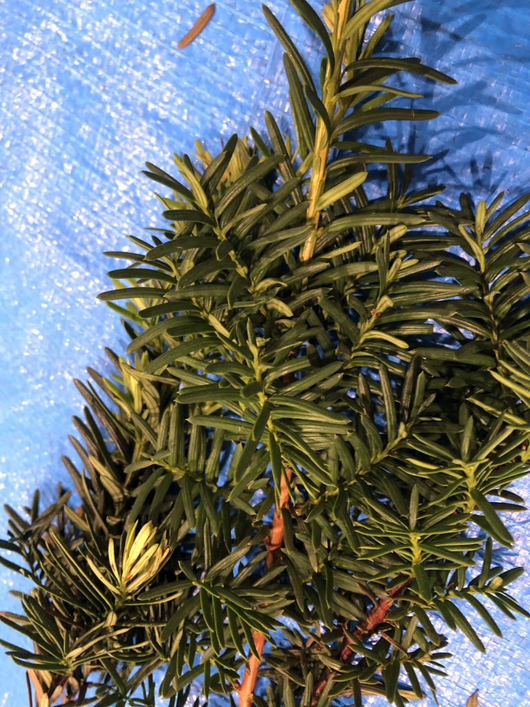 イチイ - Taxus cuspidata