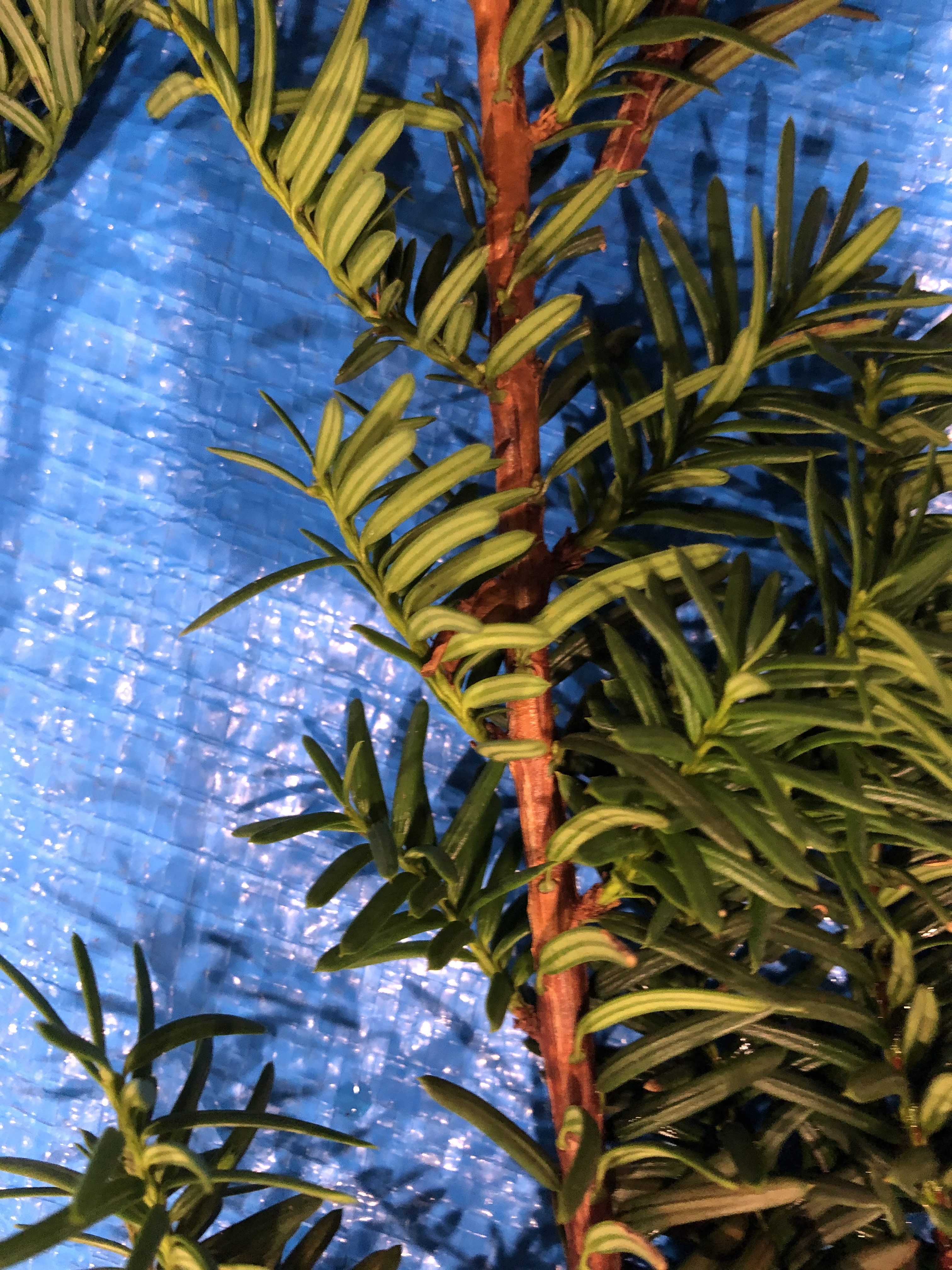 イチイ - Taxus cuspidata