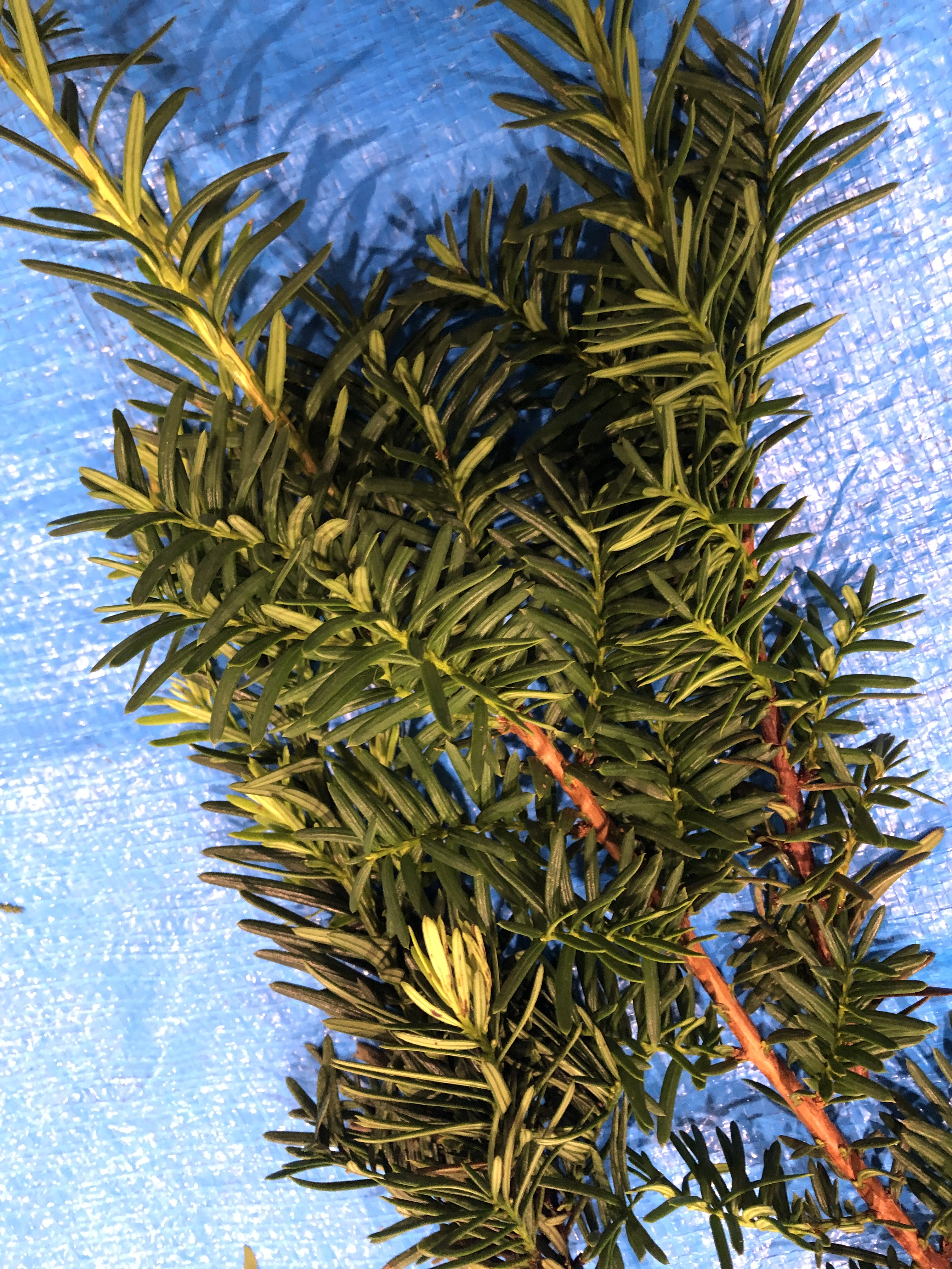 イチイ - Taxus cuspidata