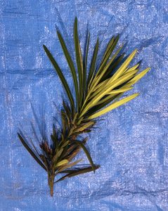 イヌマキ - Podocarpus macrophyllus