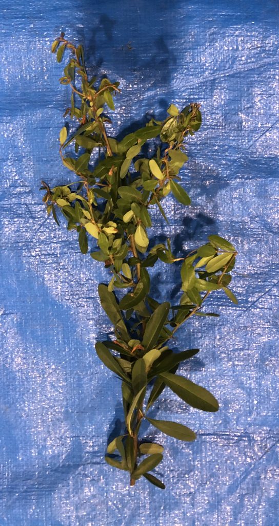 ピラカンサ - Pyracantha crenulata