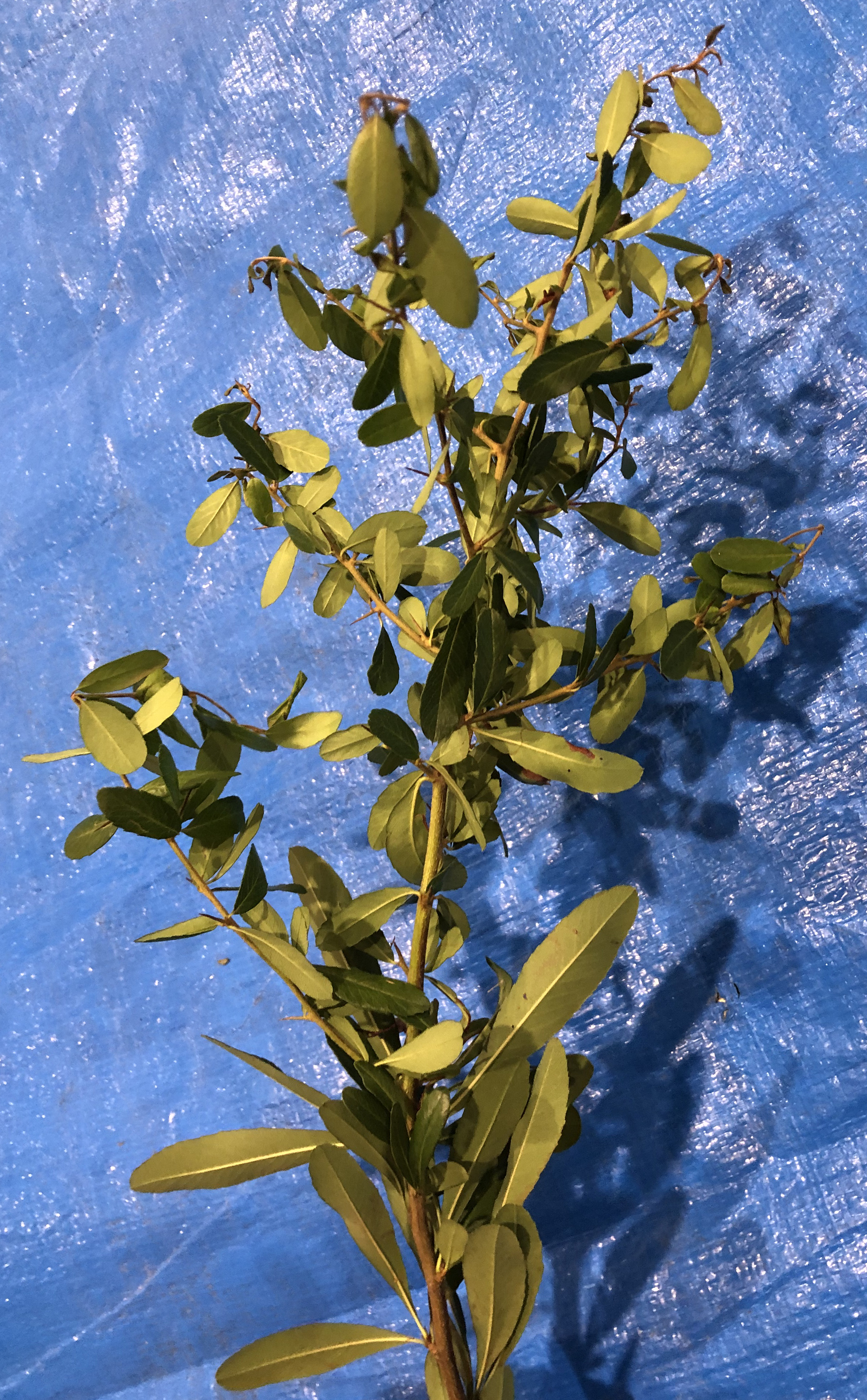 ピラカンサ - Pyracantha