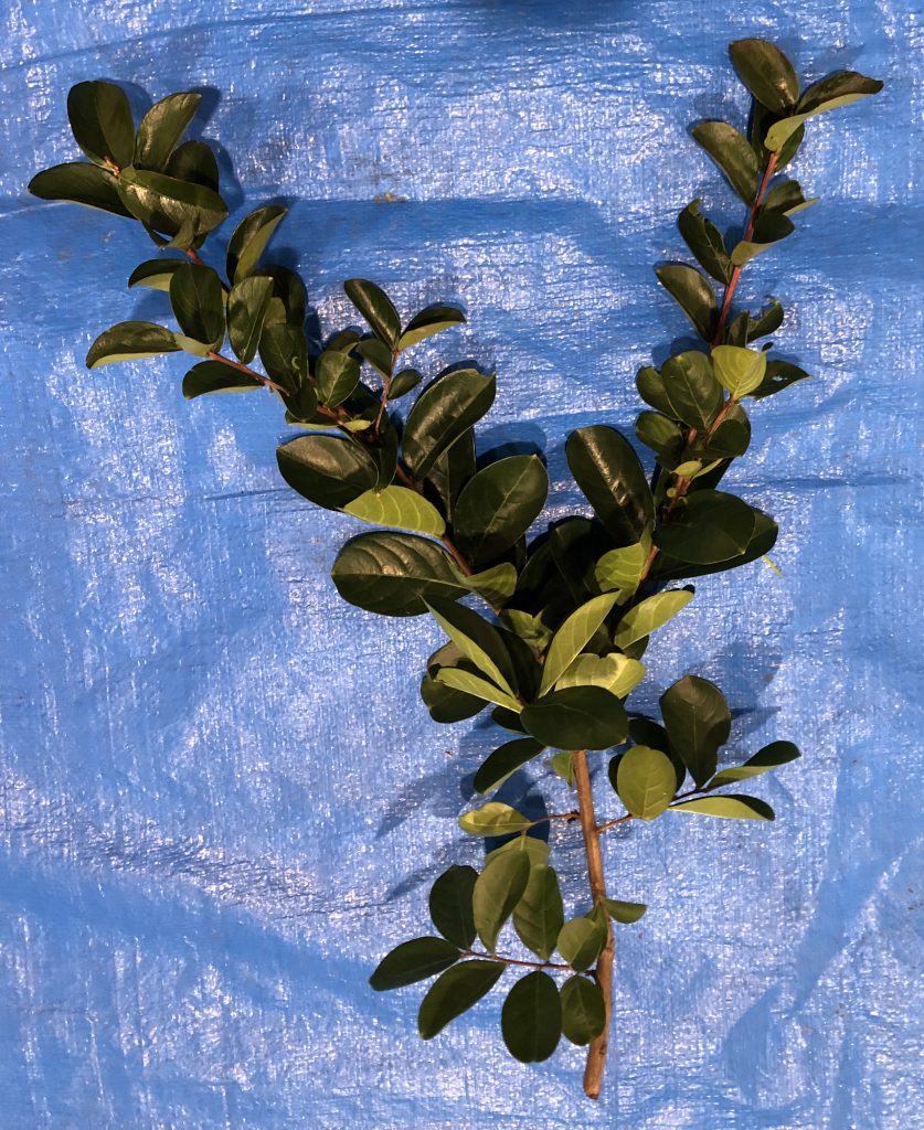 サルスベリ - Lagerstroemia indica