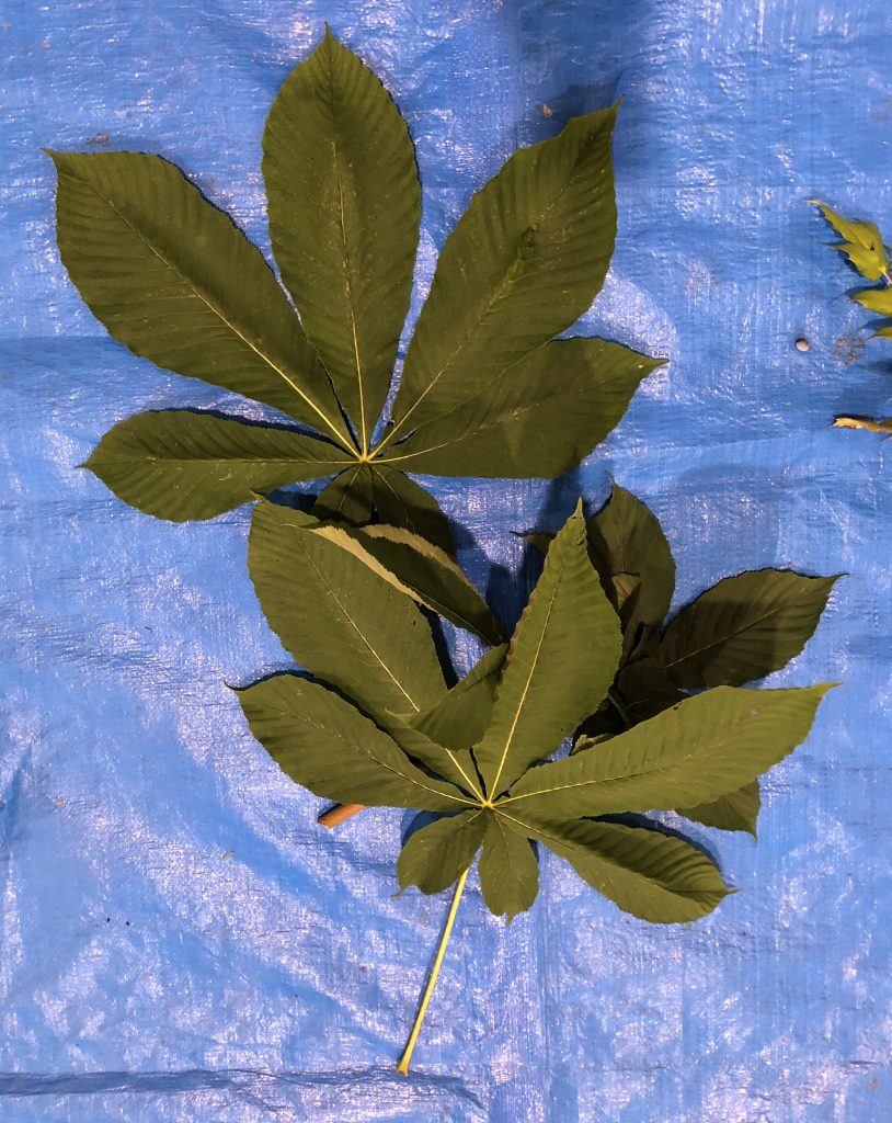 トチノキ - Aesculus turbinata