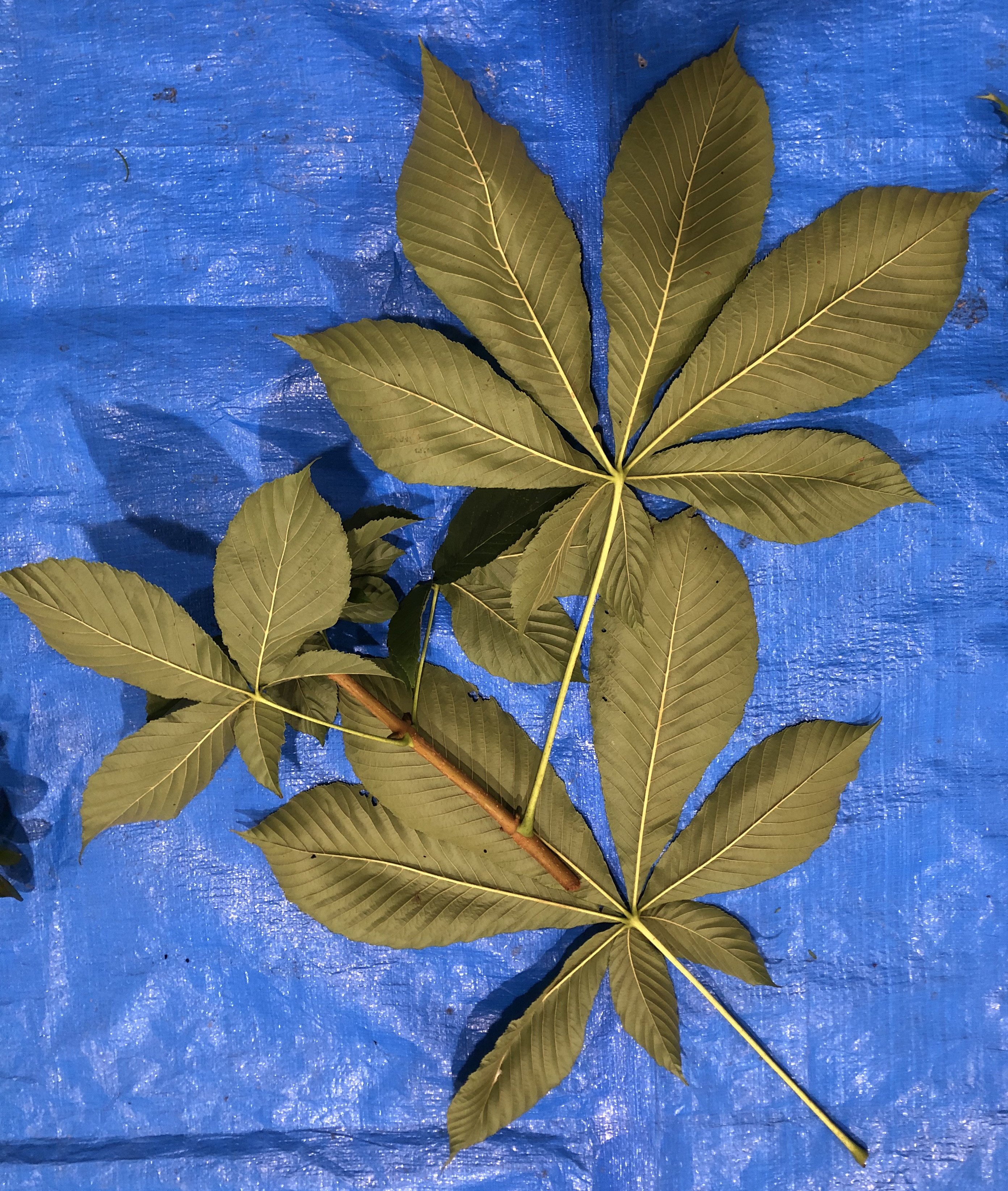 トチノキ - Aesculus turbinata