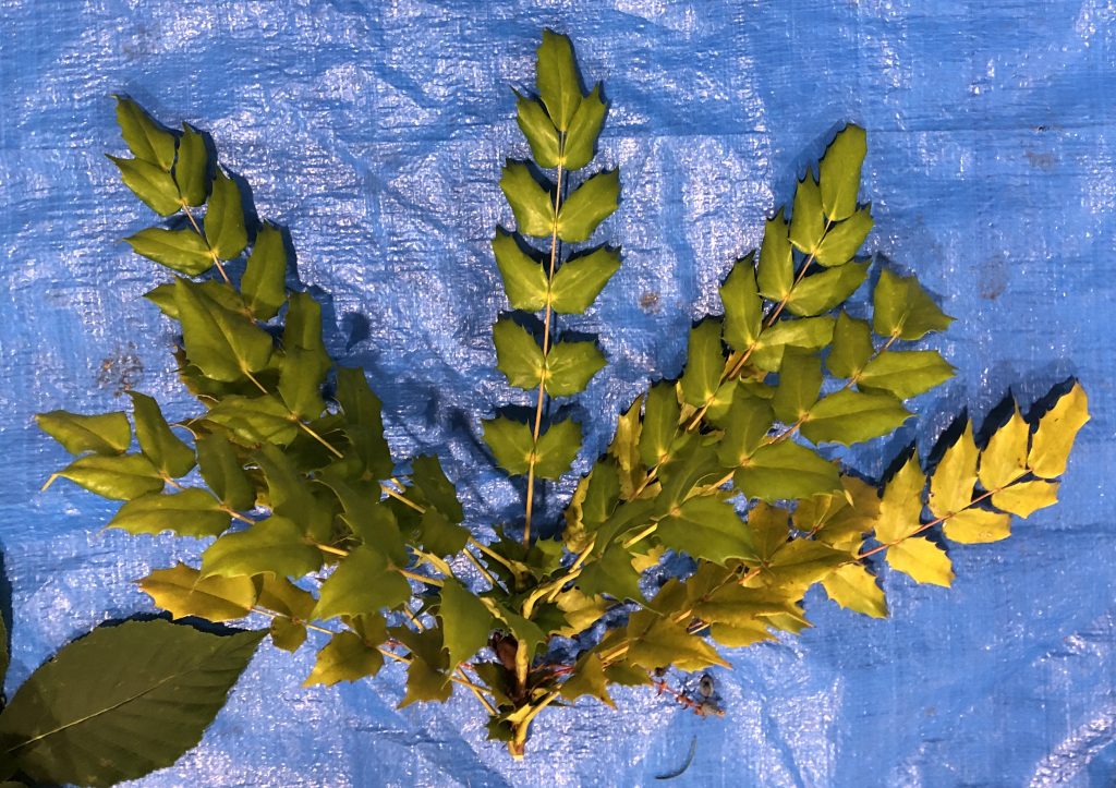 ヒイラギナンテン - Mahonia japonica