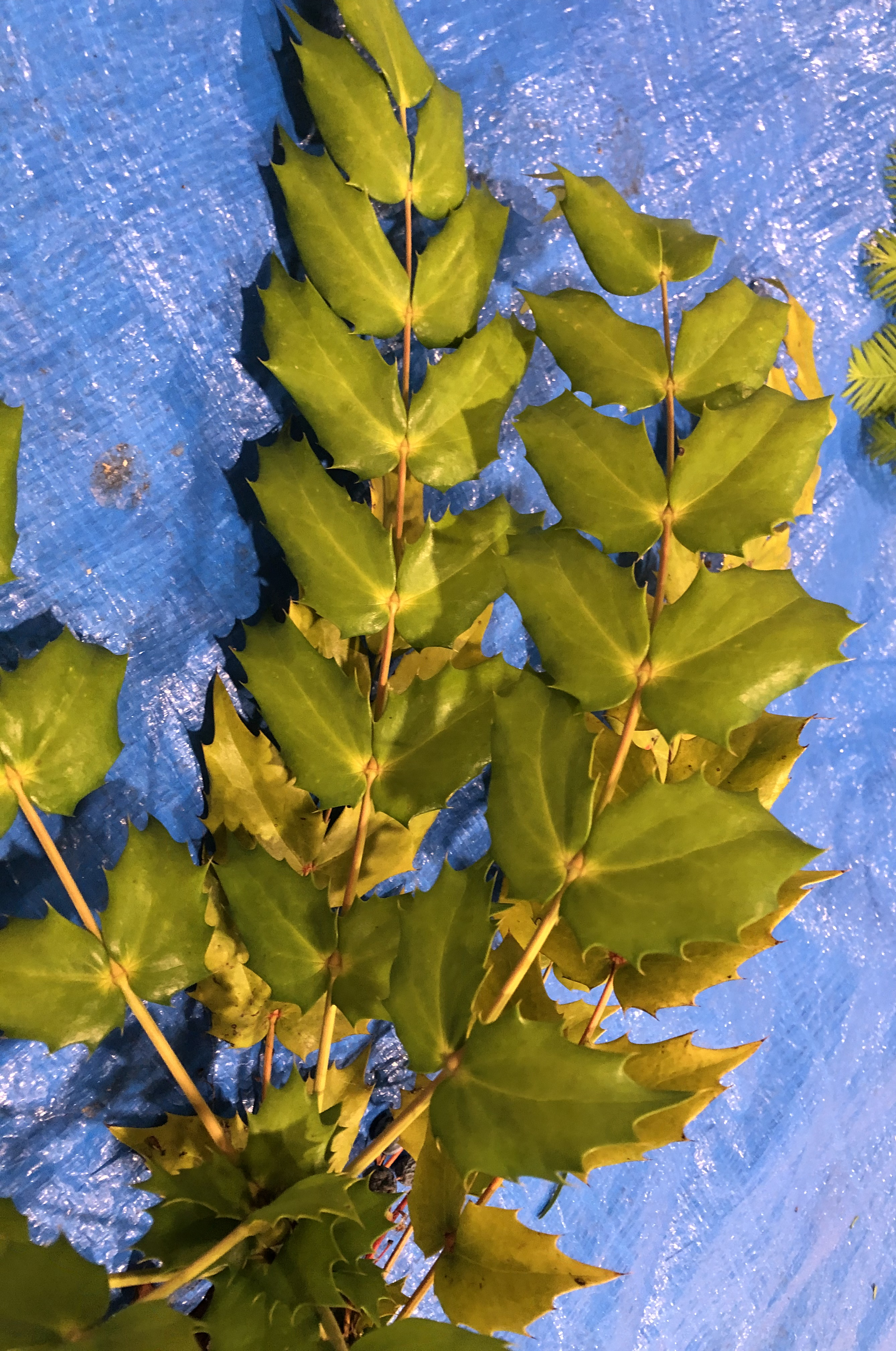 ヒイラギナンテン - Mahonia japonica