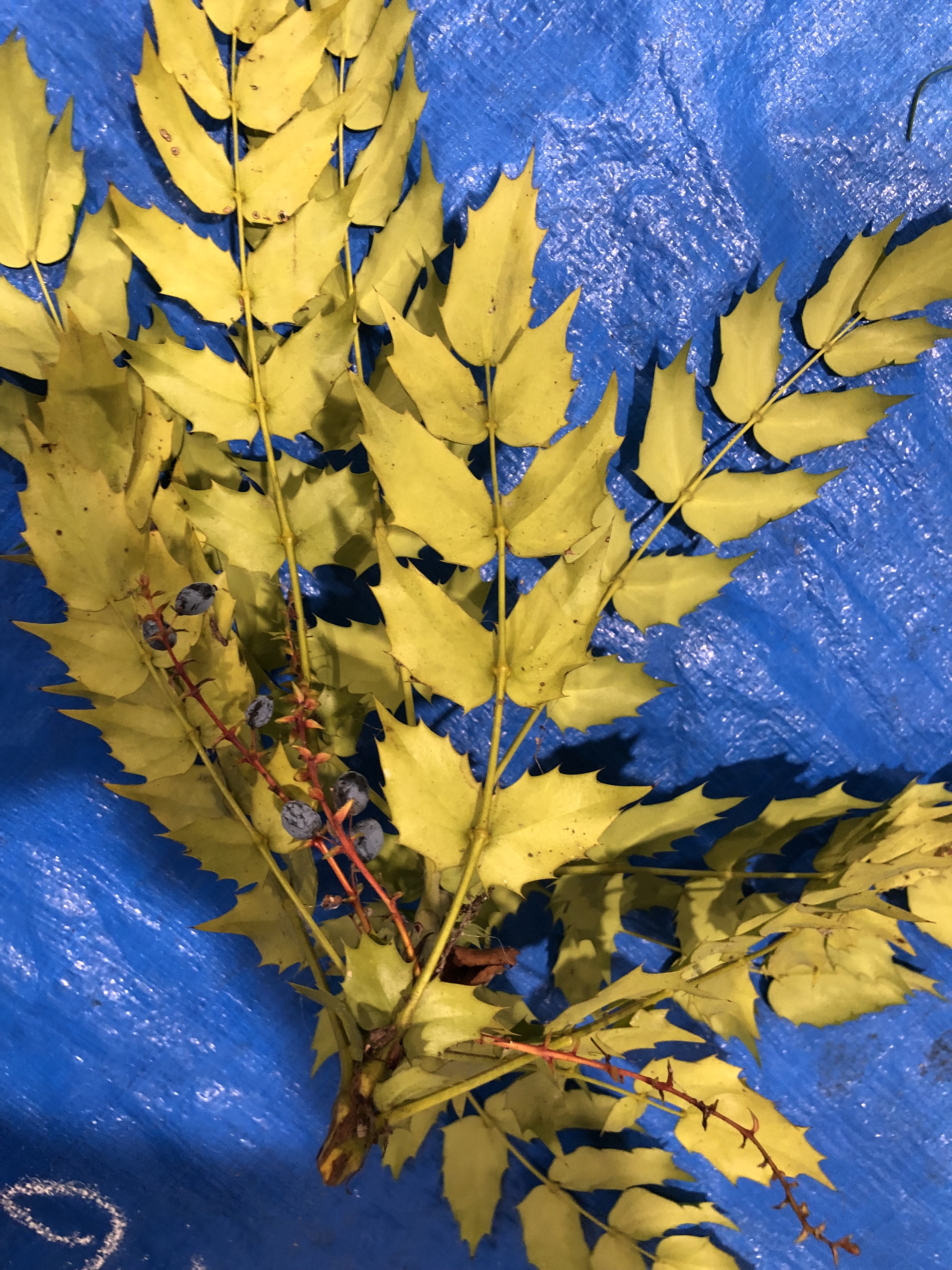 ヒイラギナンテン - Mahonia japonica