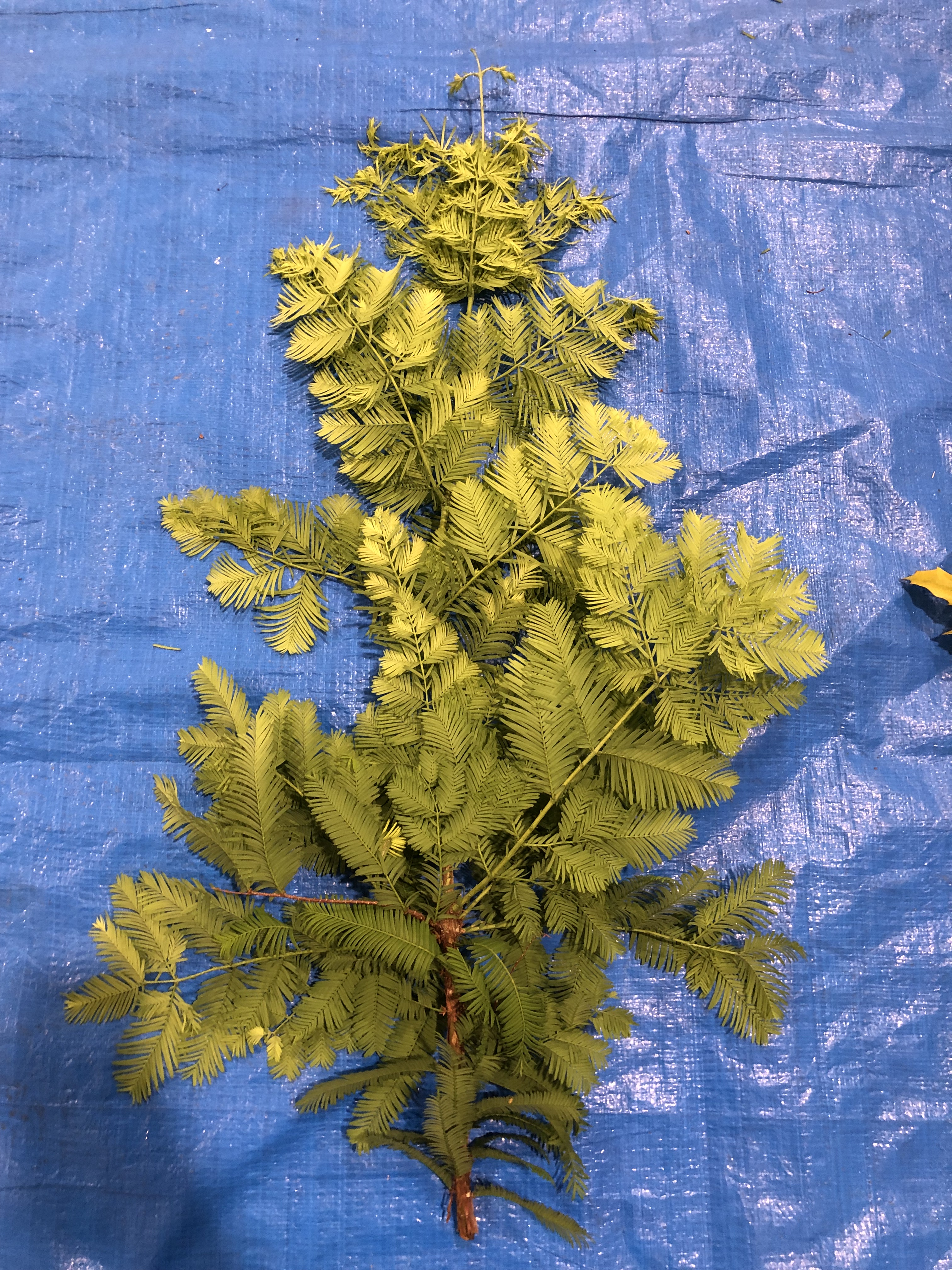 メタセコイア - Metasequoia glyptostroboides