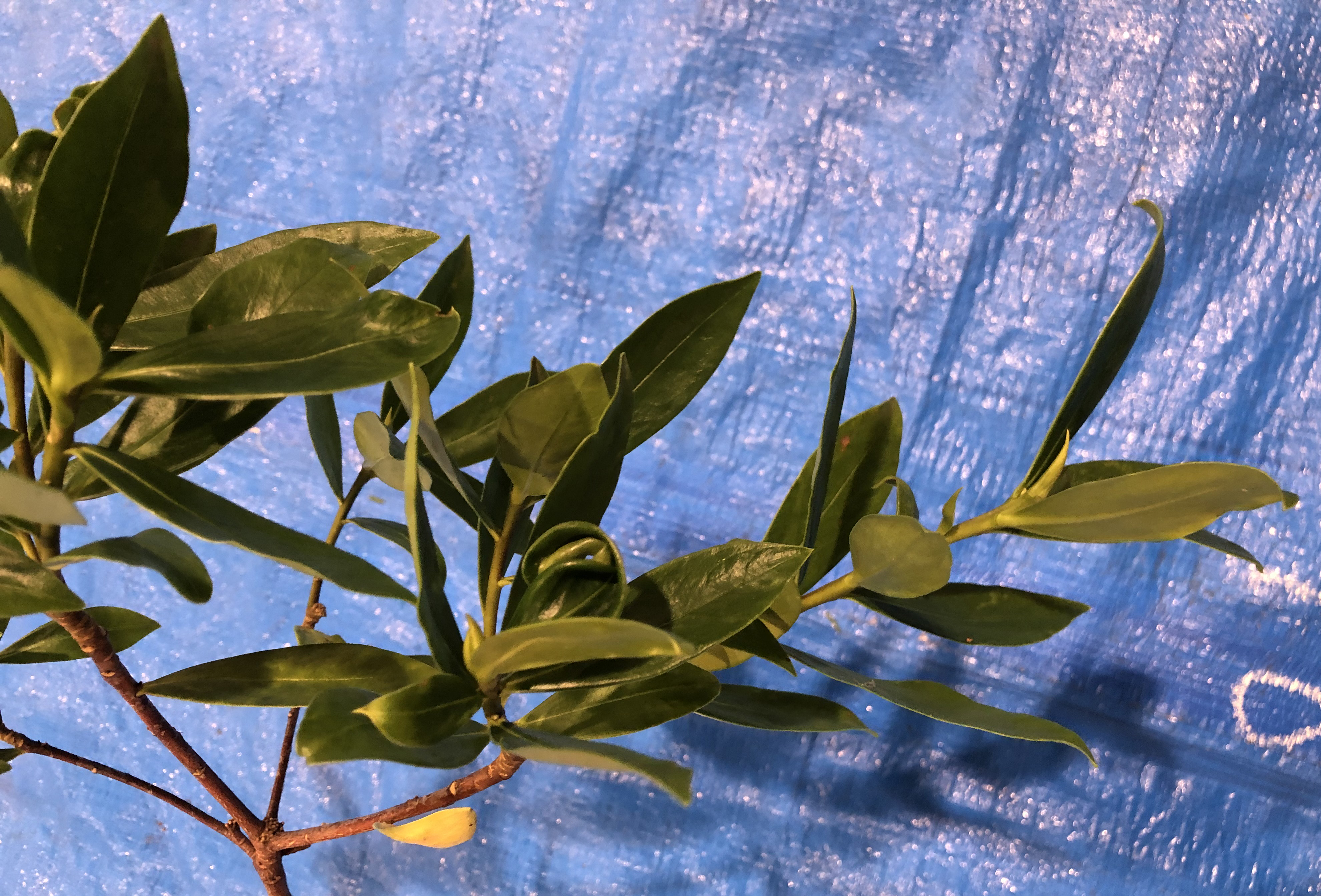 ジンチョウゲ - Daphne odora