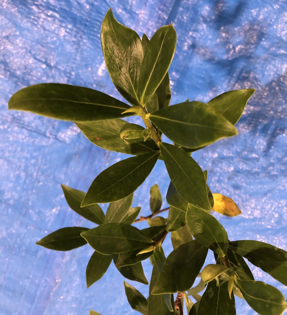 ジンチョウゲ - Daphne odora