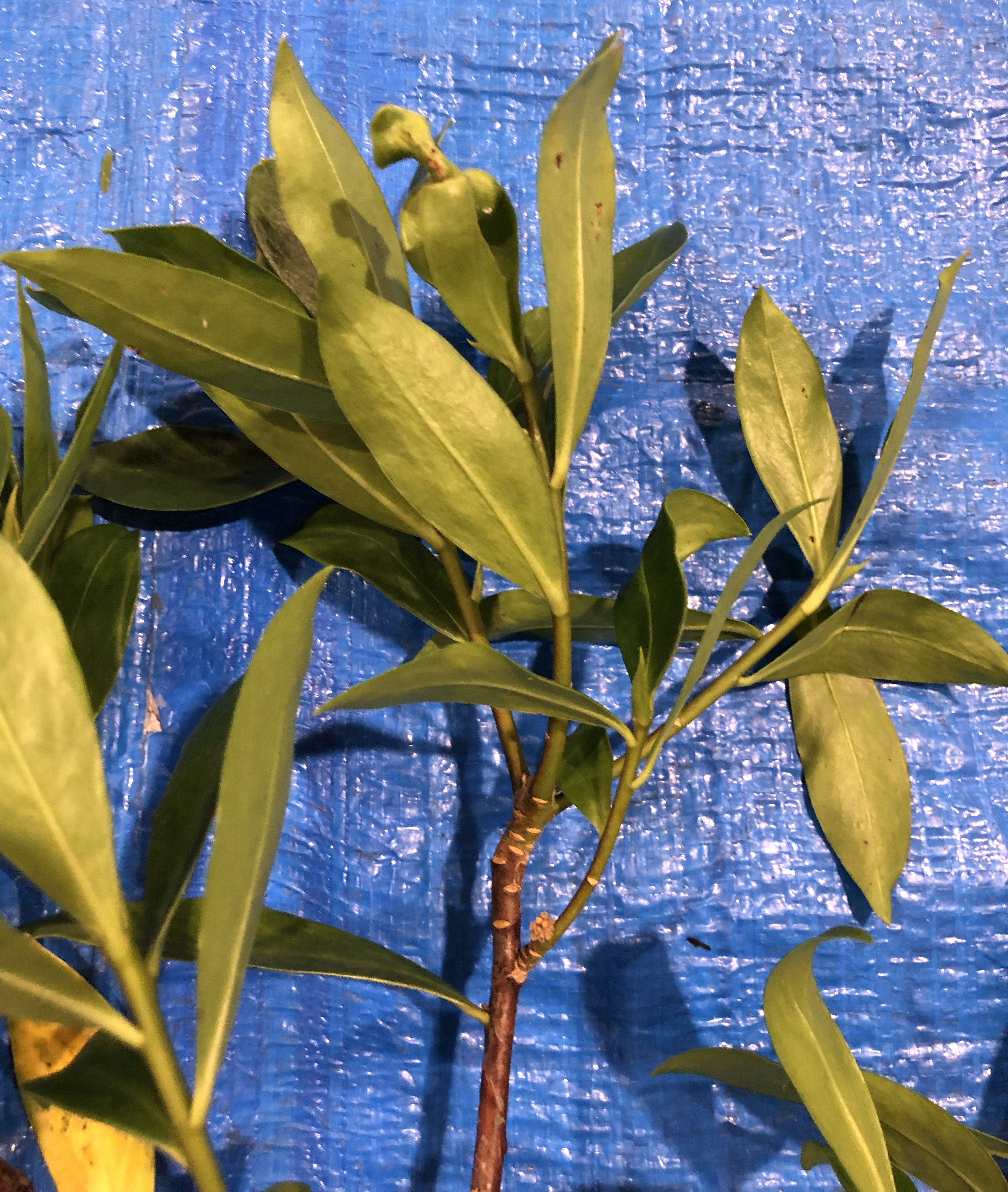 ジンチョウゲ - Daphne odora