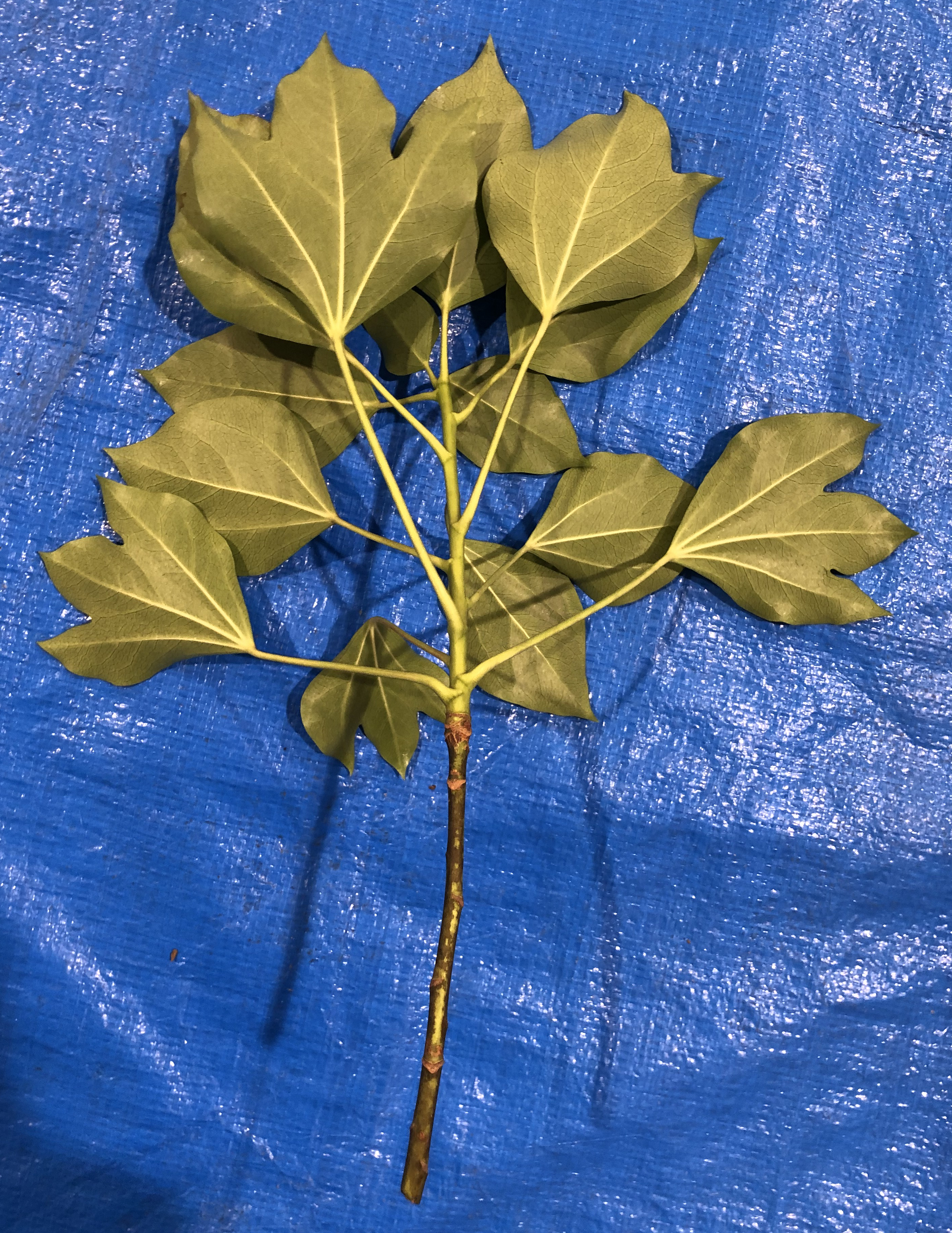 カクレミノ - Dendropanax trifidus