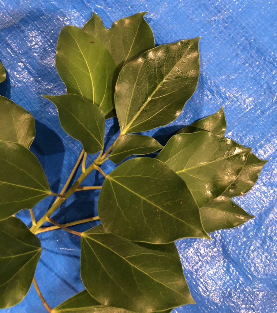 カクレミノ - Dendropanax trifidus