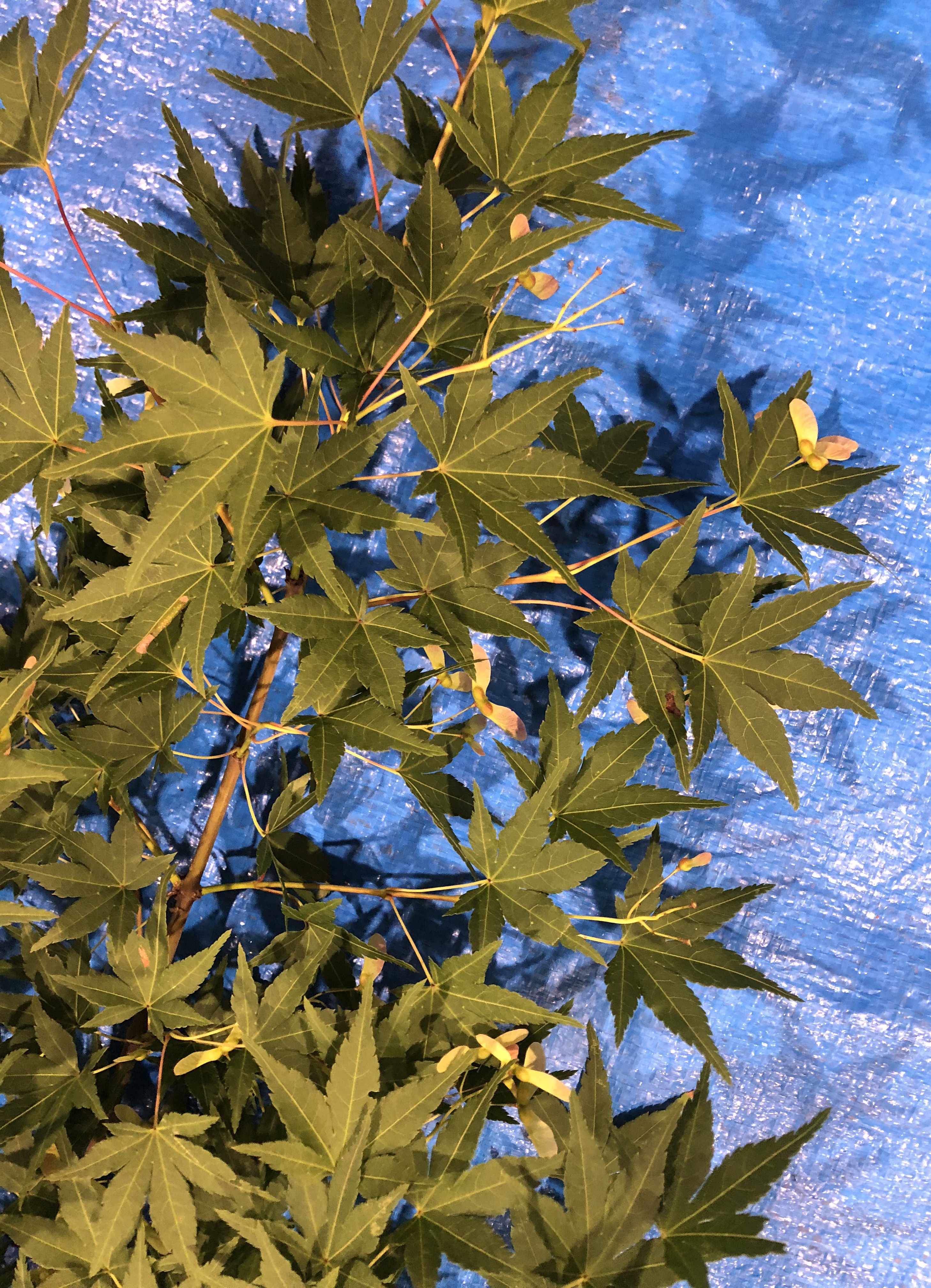 イロハモミジ - Acer palmatum