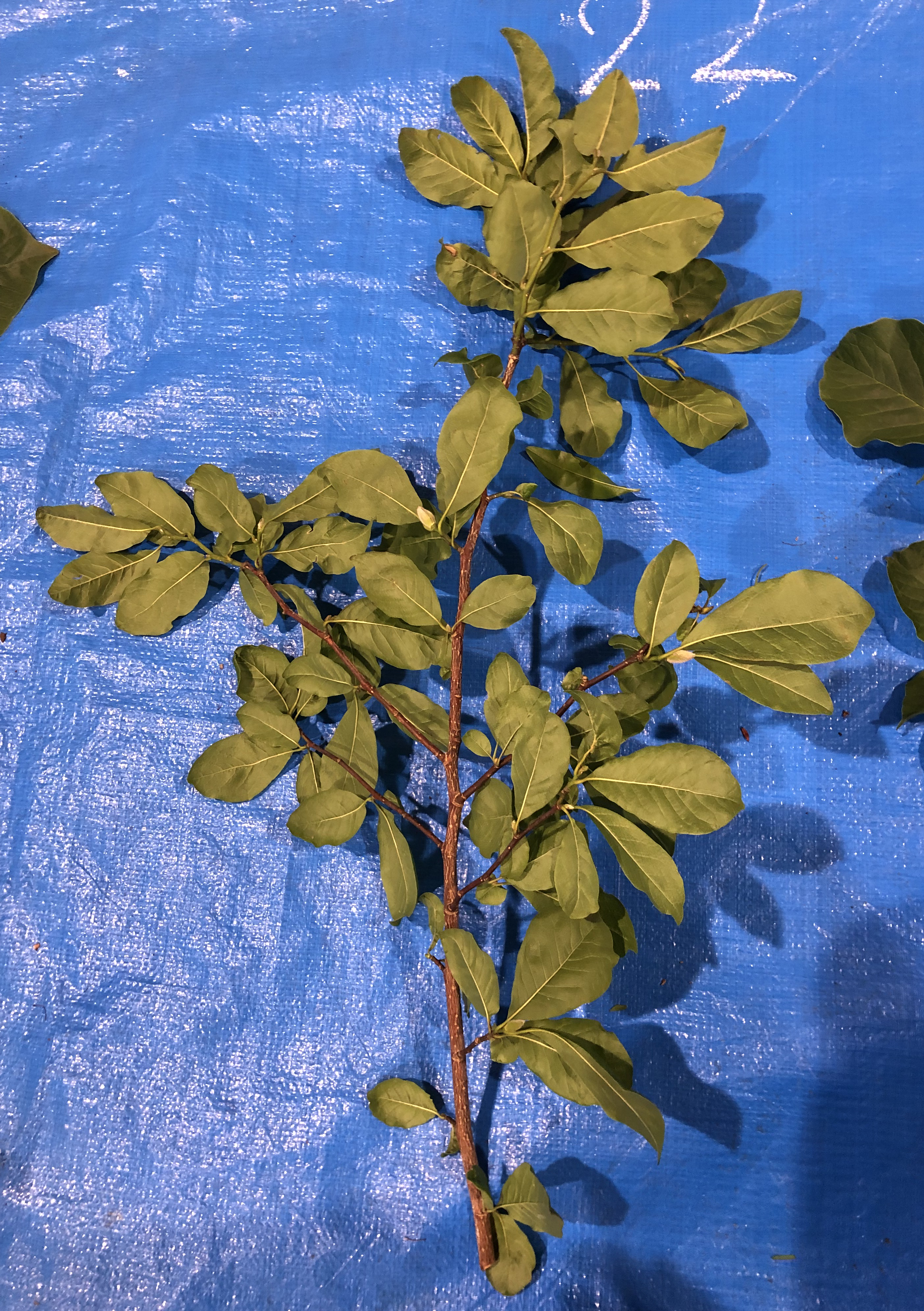 コブシ - Magnolia kobus